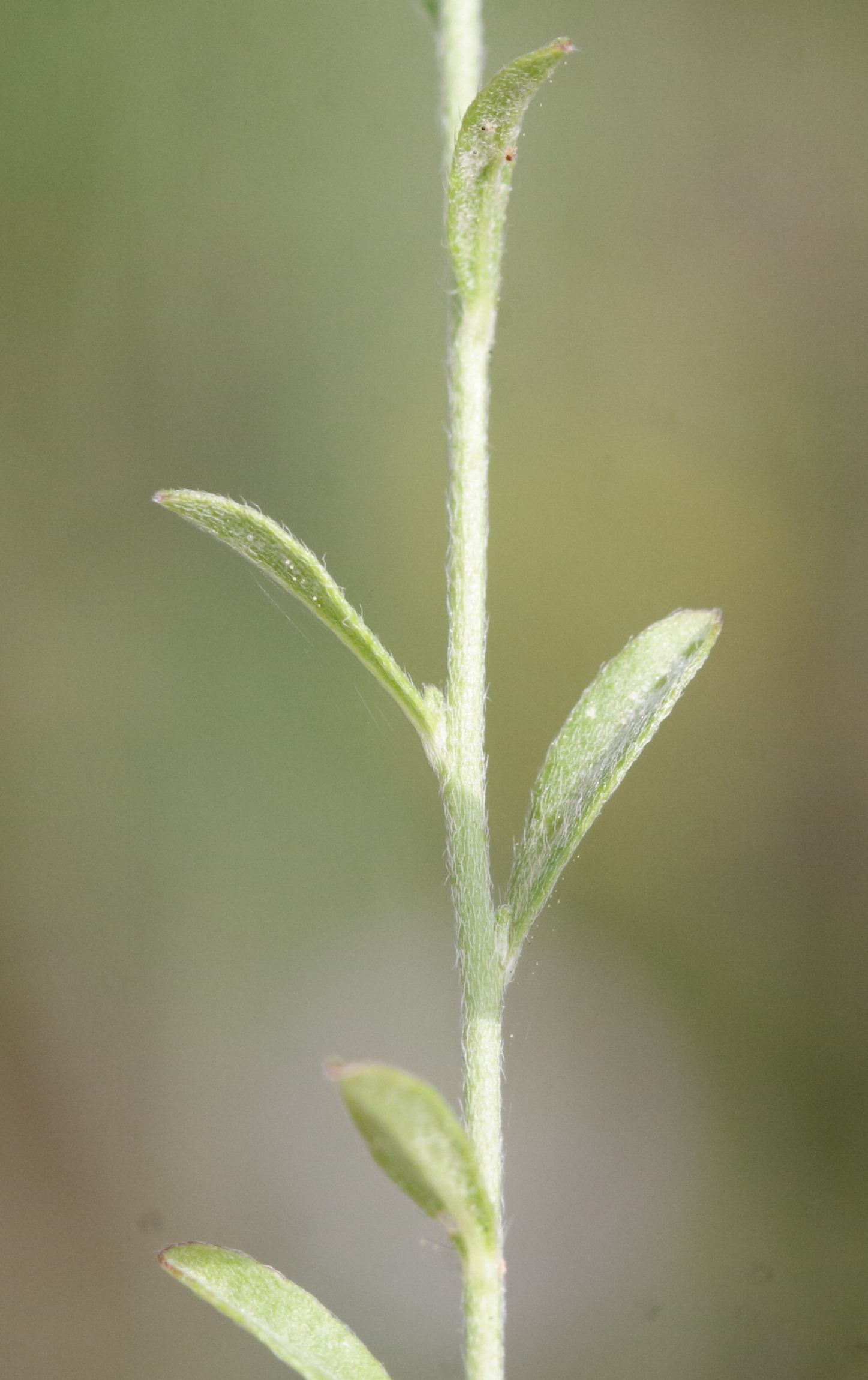 Afficher le média berteroa_incana6md berteroa_incana6md