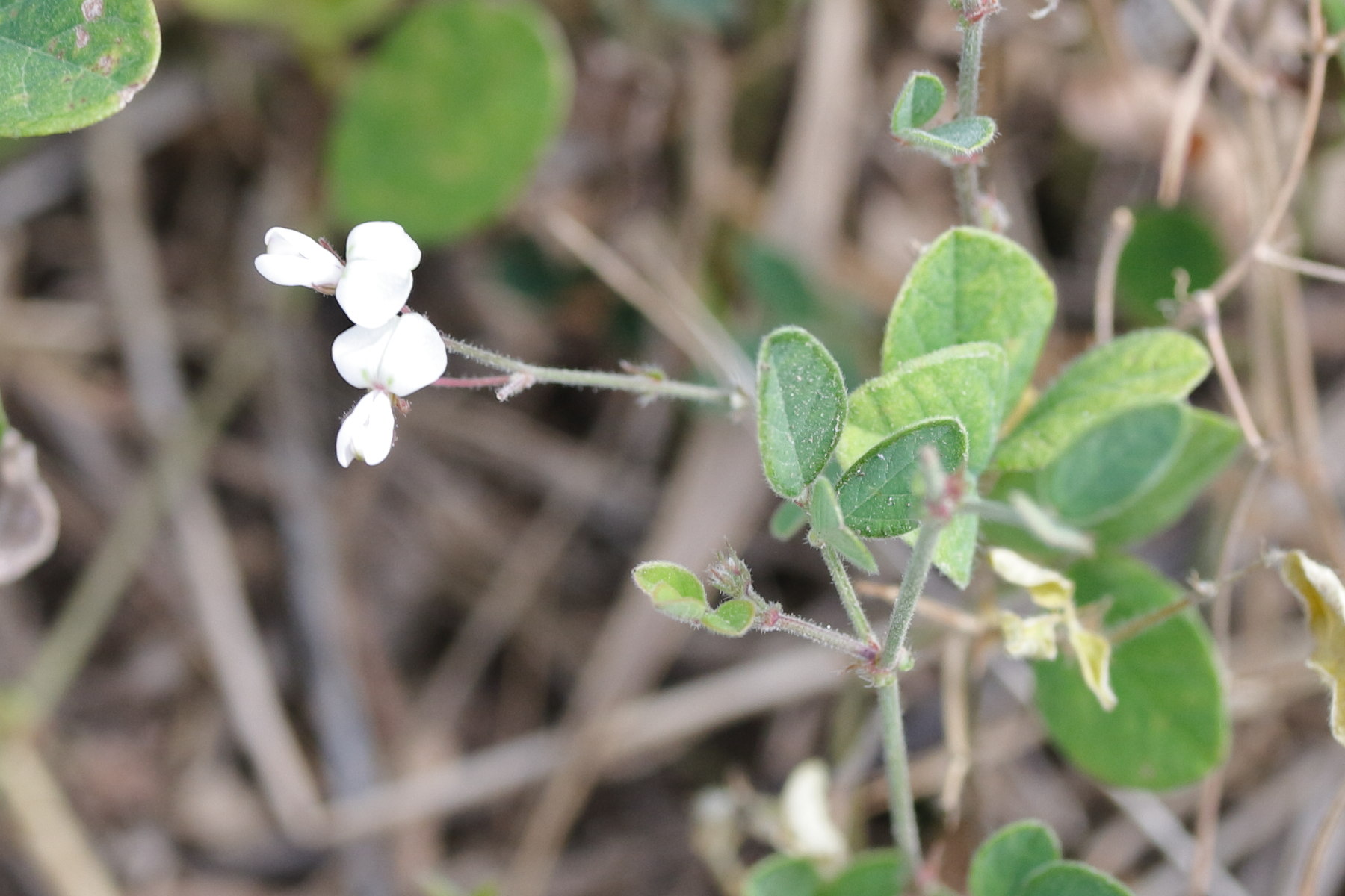 Afficher le média desmodium_scorpiurus1md desmodium_scorpiurus1md