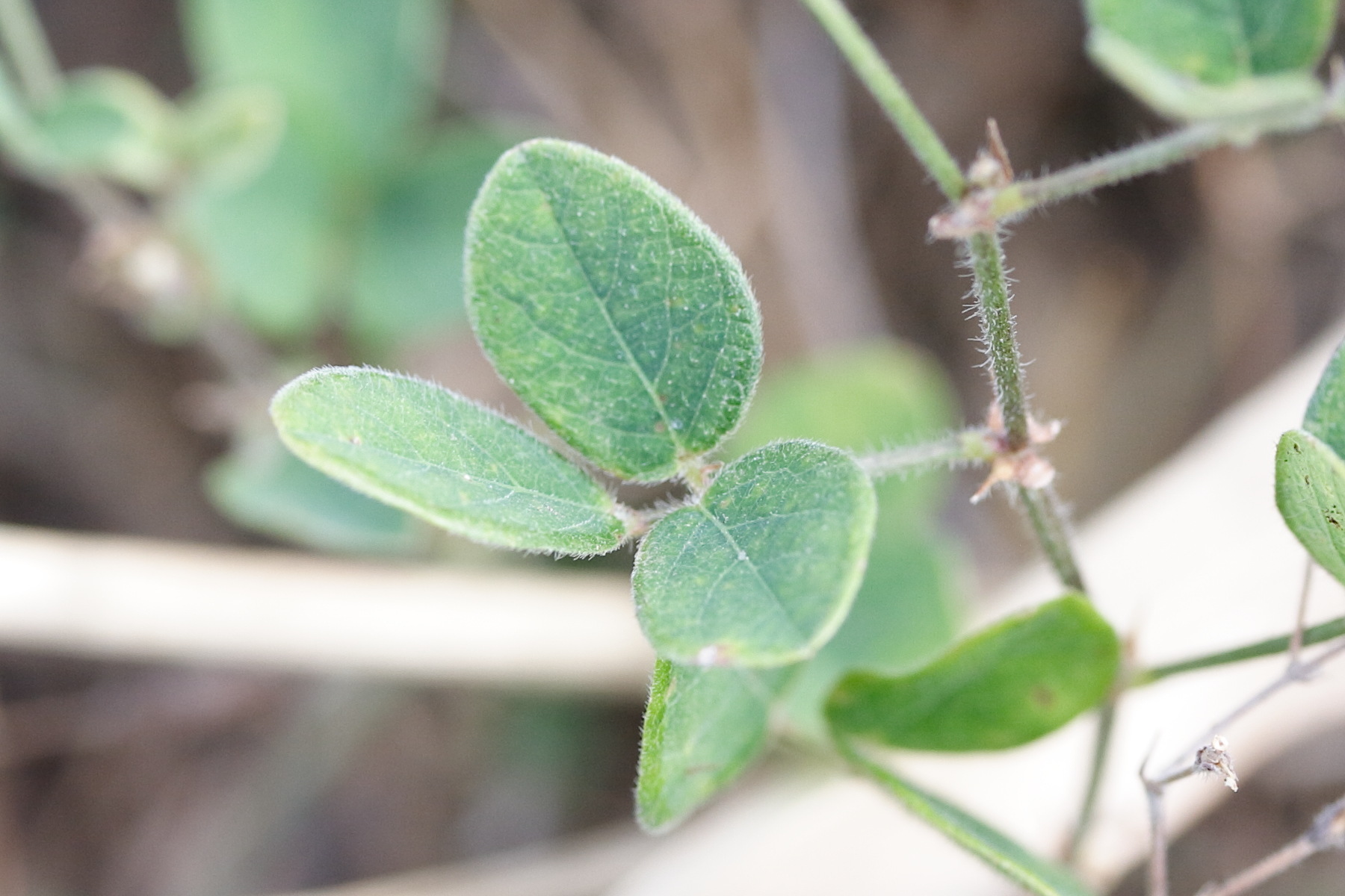 Afficher le média desmodium_scorpiurus2md desmodium_scorpiurus2md