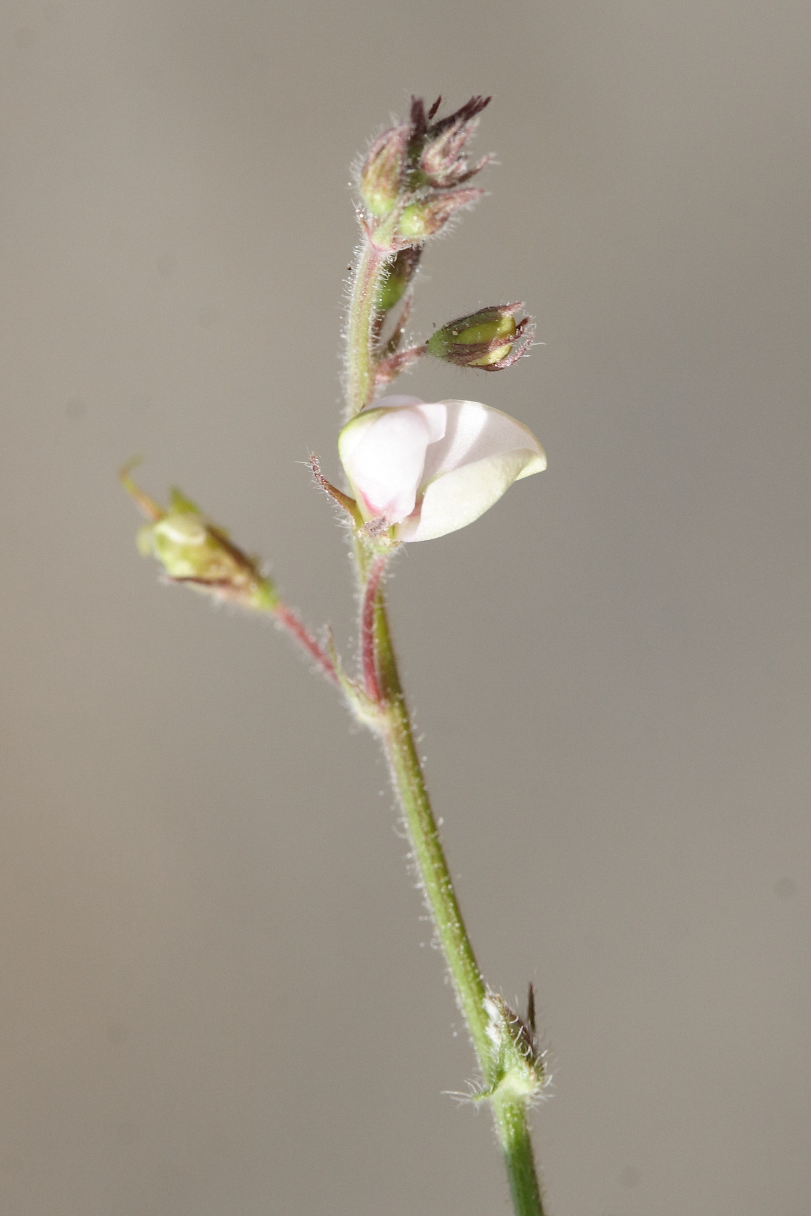 Afficher le média desmodium_scorpiurus3md desmodium_scorpiurus3md