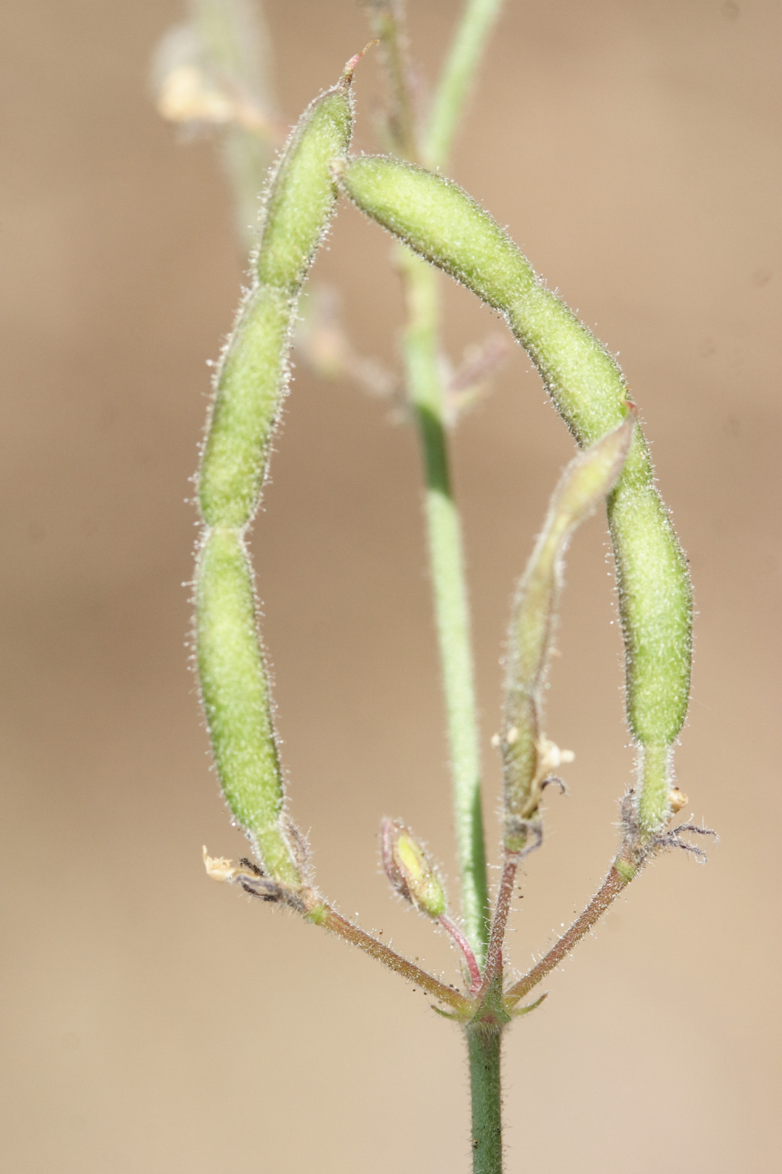 Afficher le média desmodium_scorpiurus4md desmodium_scorpiurus4md