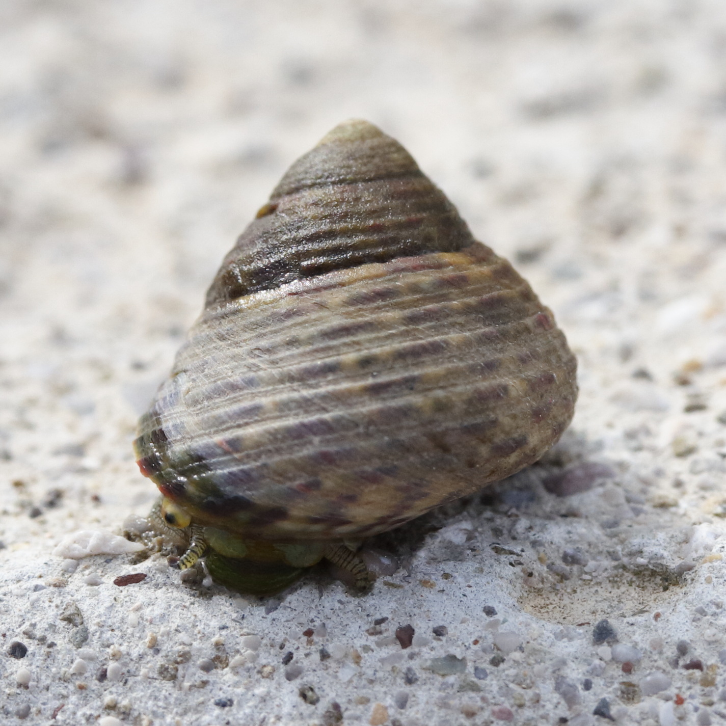 phorcus_mutabilis1md