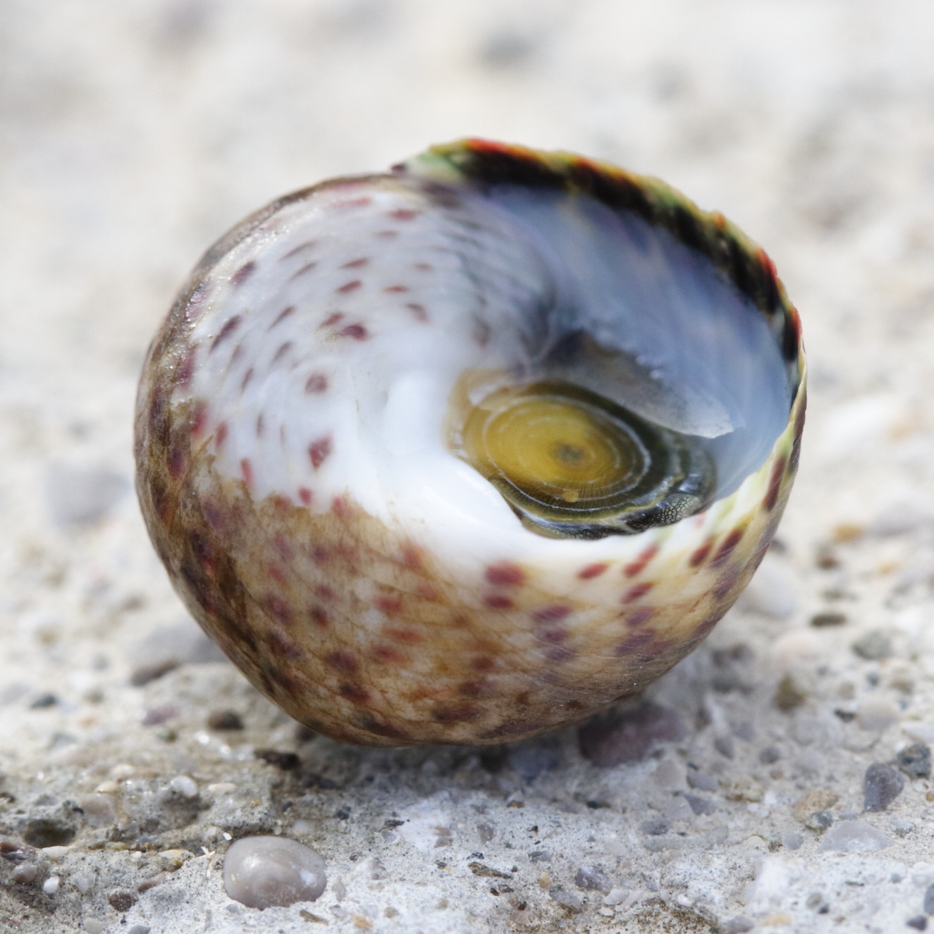 phorcus_mutabilis2md