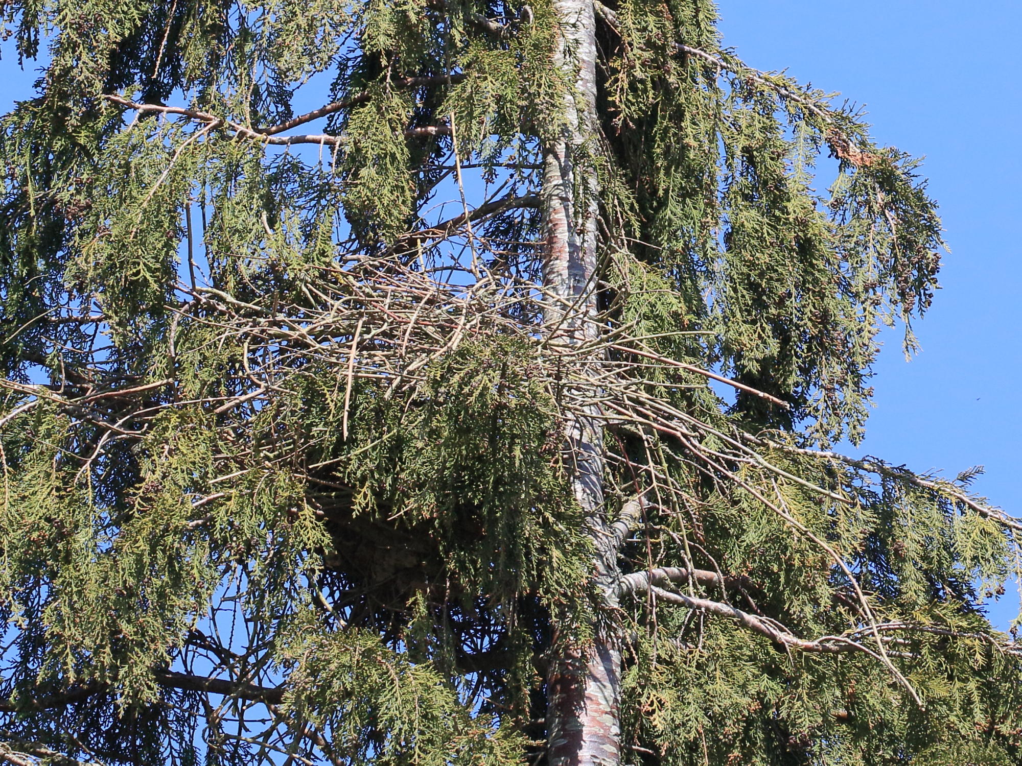 pie_bavarde_-_pica_pica6bd