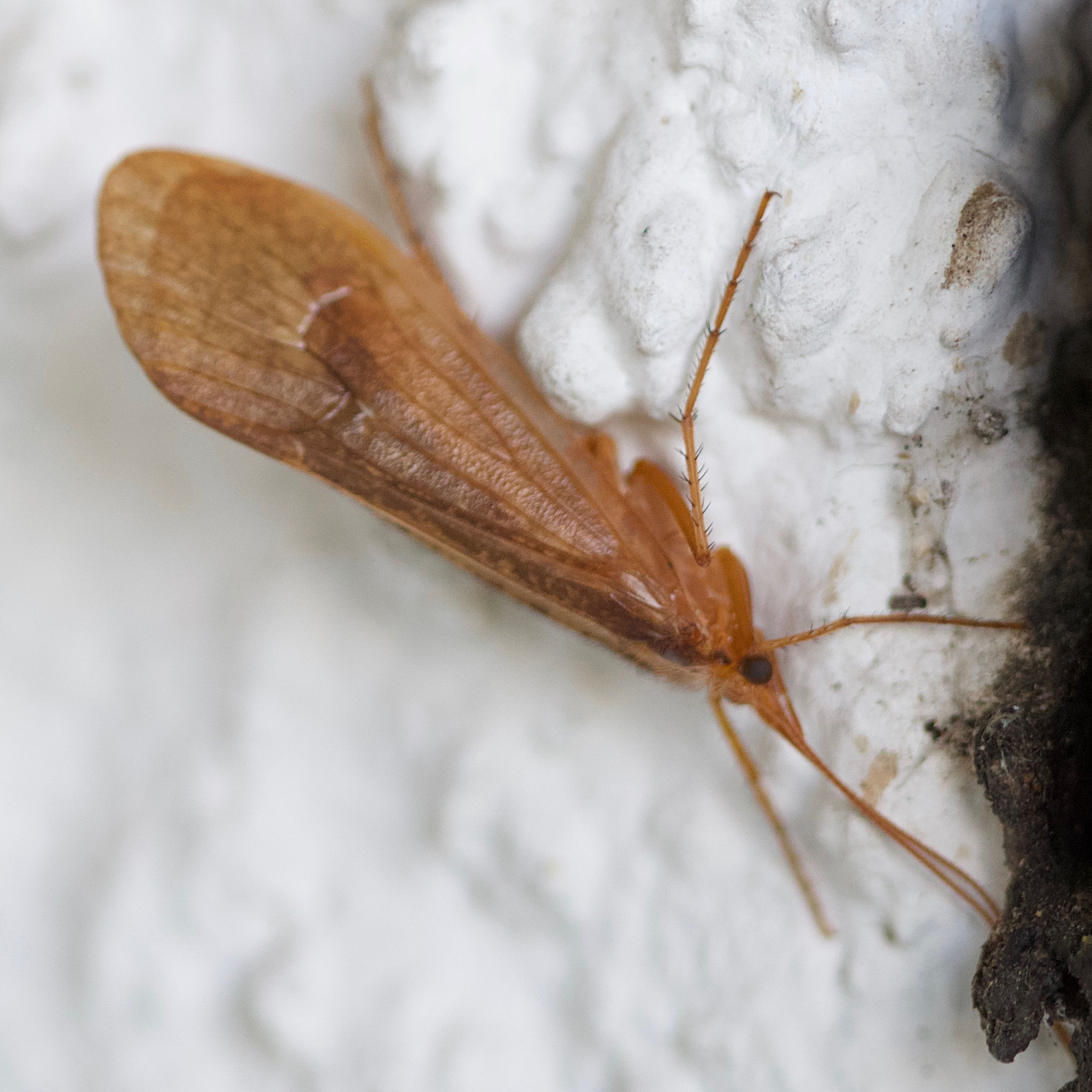 stenophylax_permistus1md