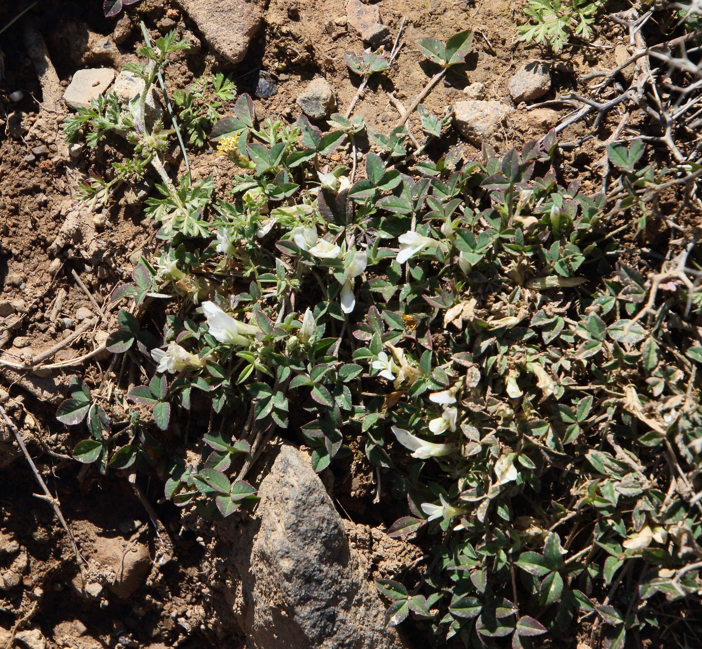 trifolium_uniflorum1bd