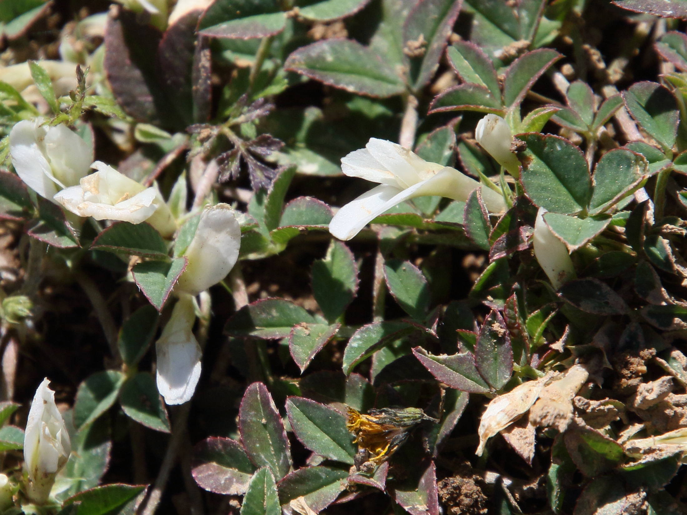 trifolium_uniflorum2bd