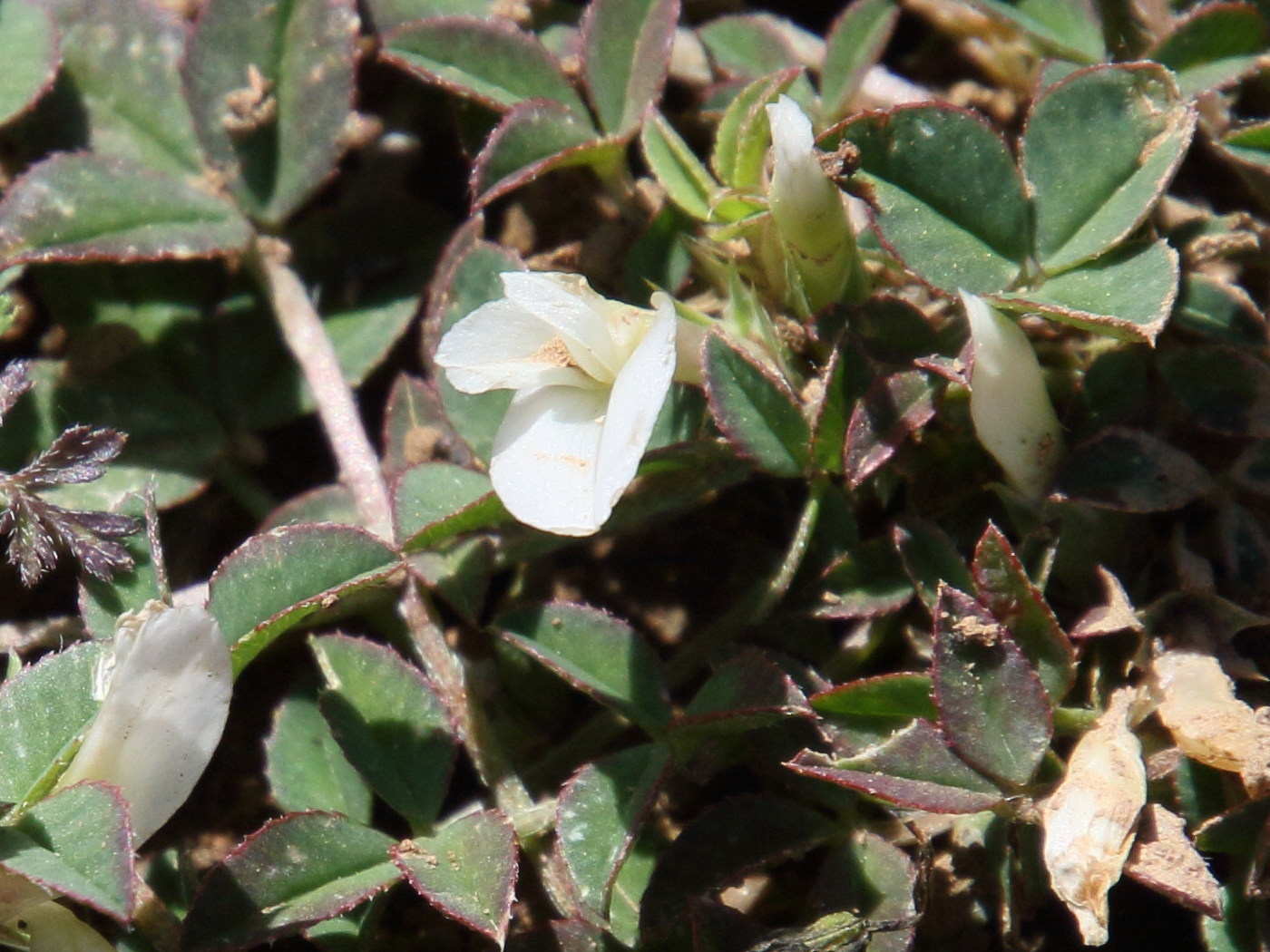 trifolium_uniflorum3bd