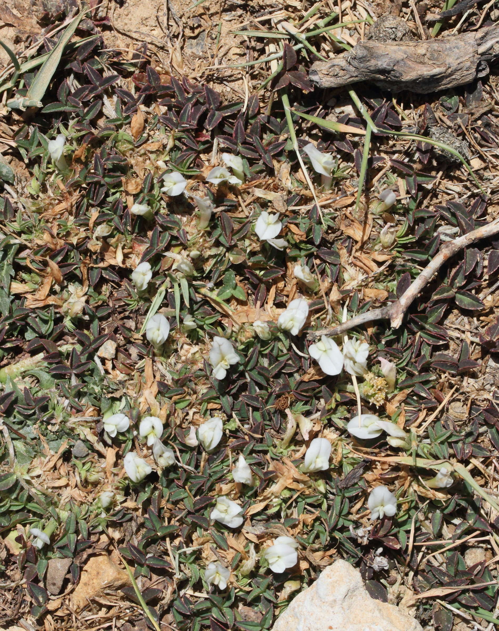 trifolium_uniflorum4md