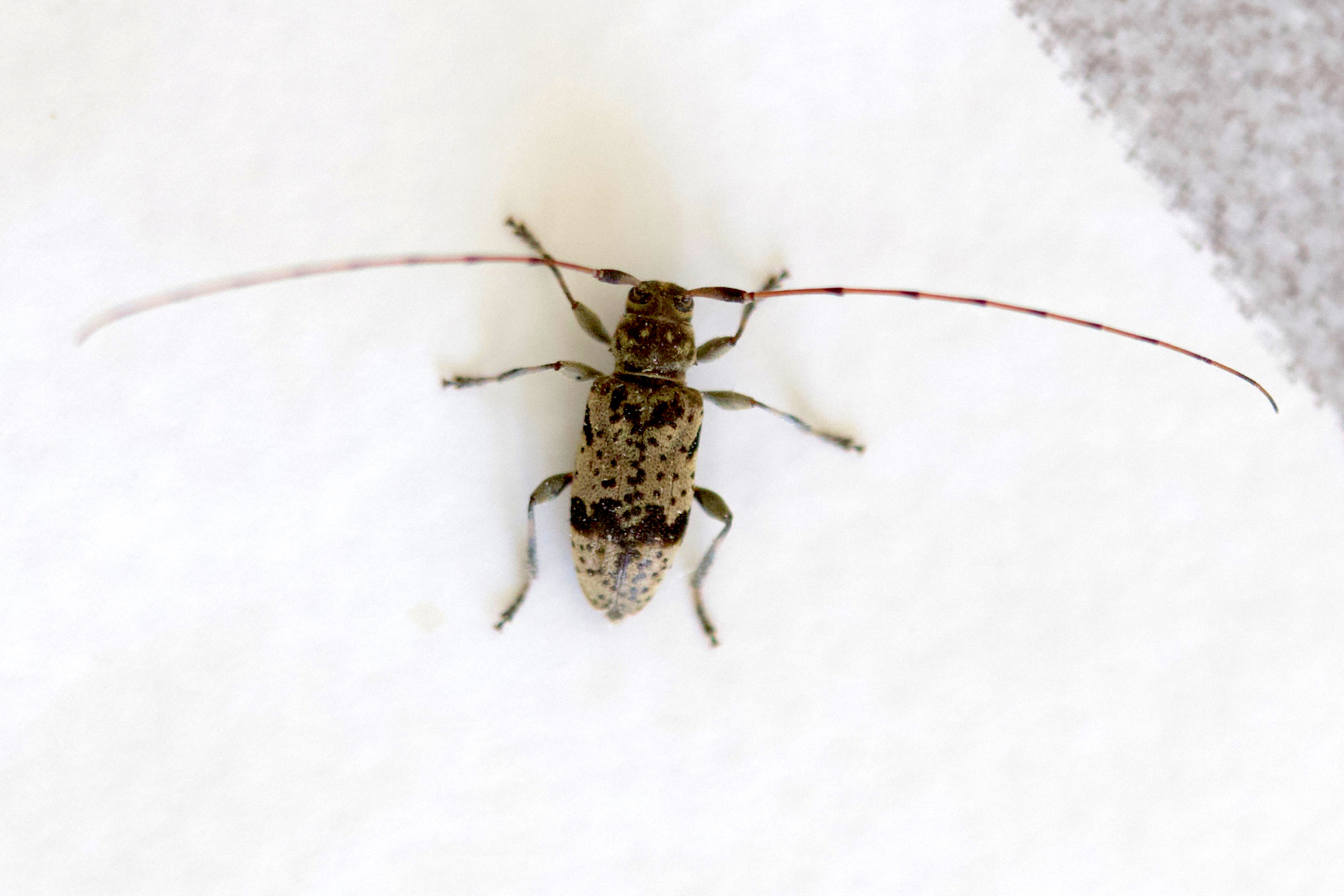 leiopus_nebulosus6md