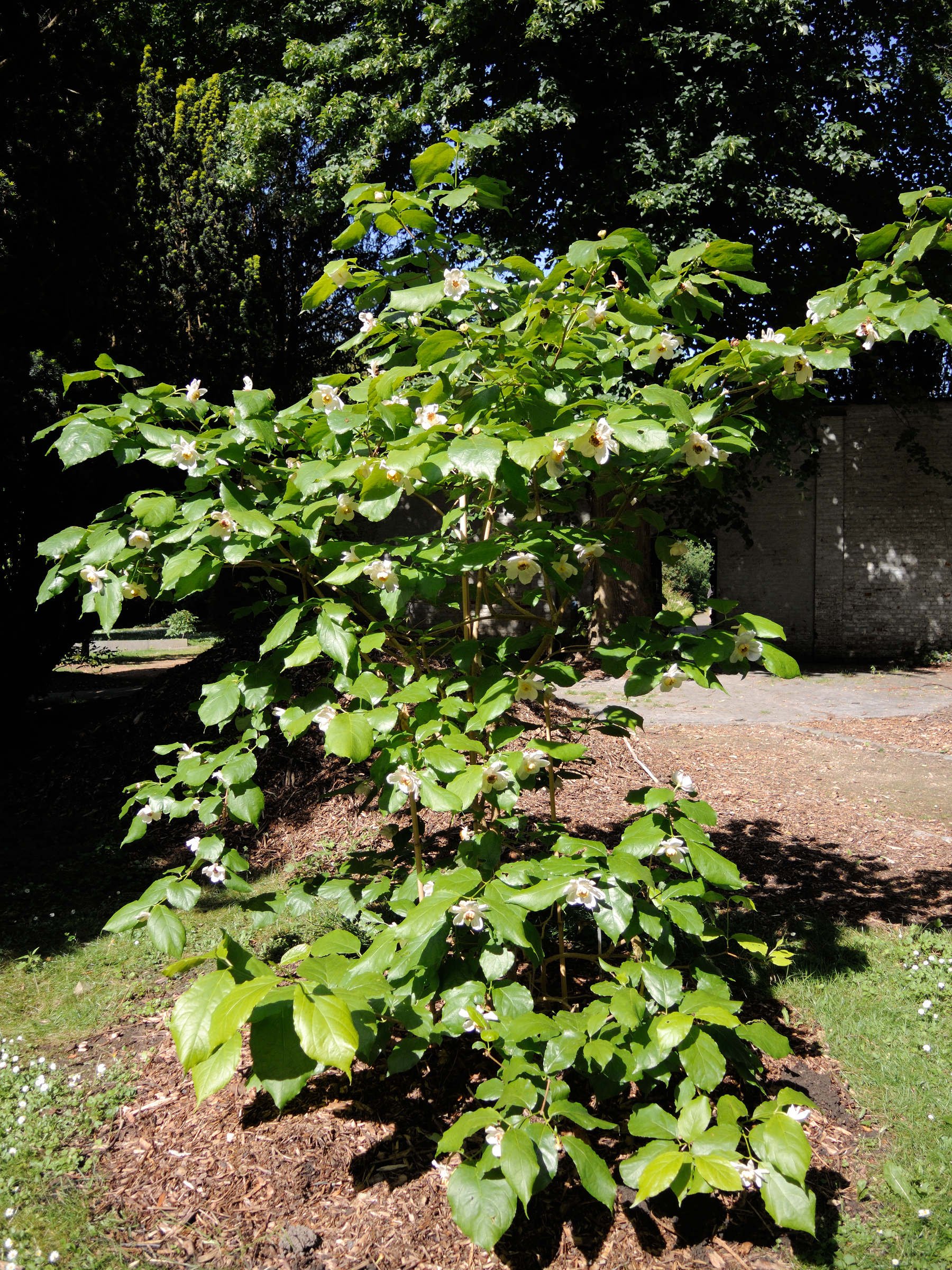 Afficher le média magnolia_sieboldii1md magnolia_sieboldii1md