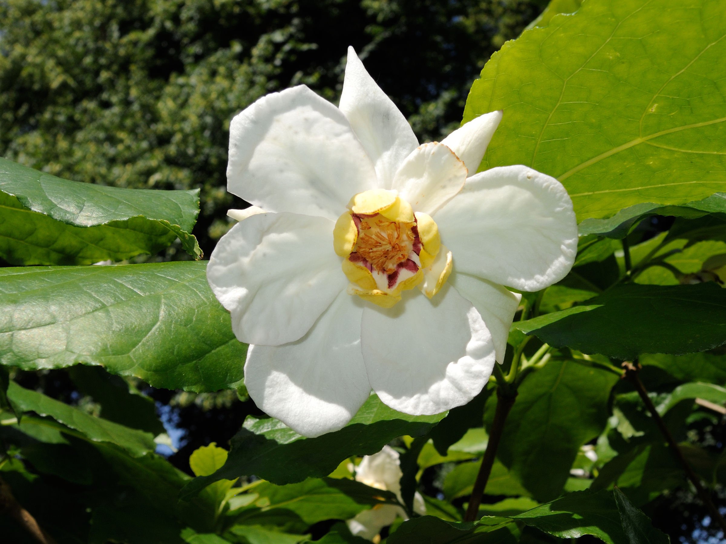 Afficher le média magnolia_sieboldii2md magnolia_sieboldii2md