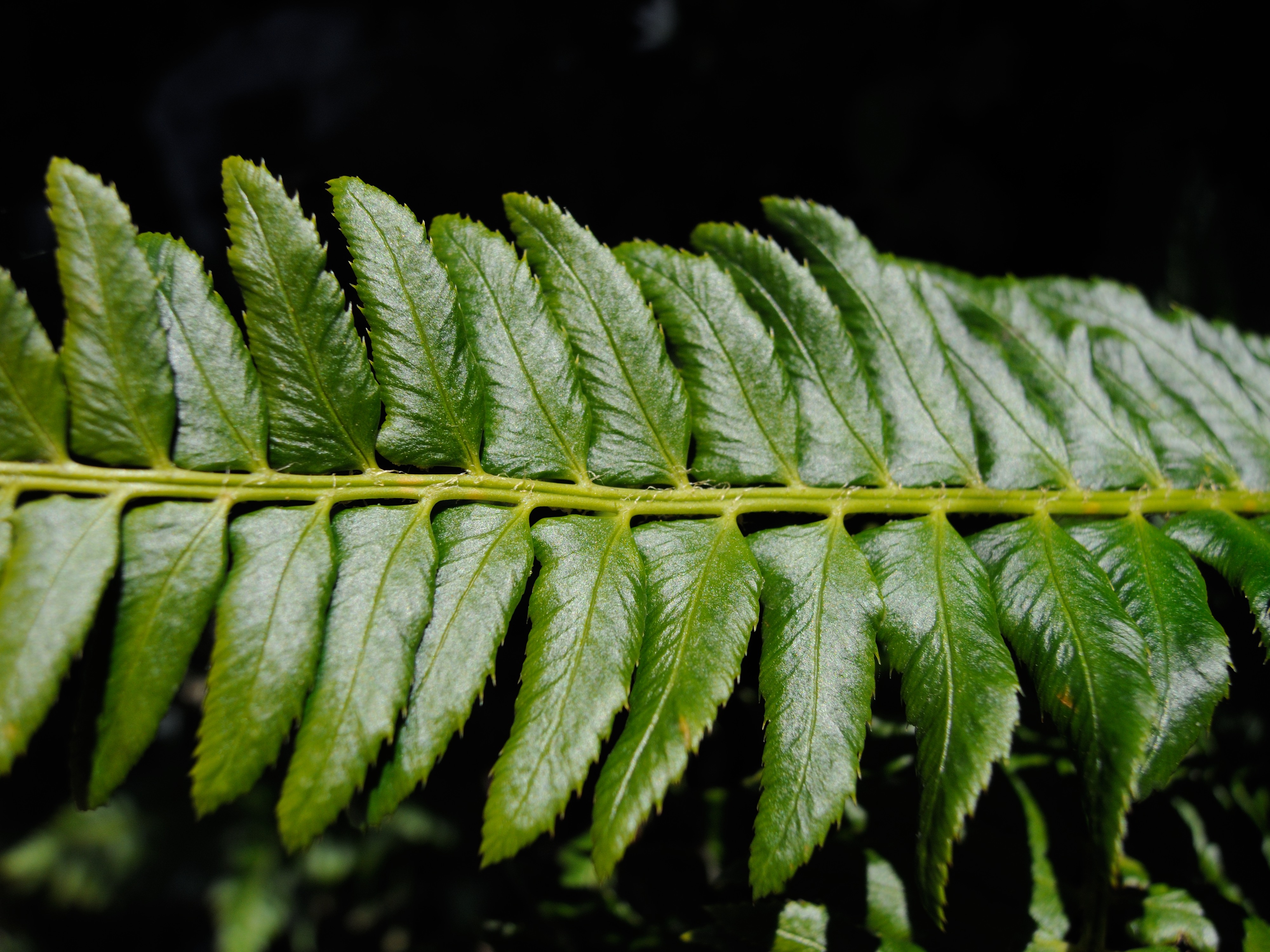 Afficher le média polystichum_lonchitis7md polystichum_lonchitis7md