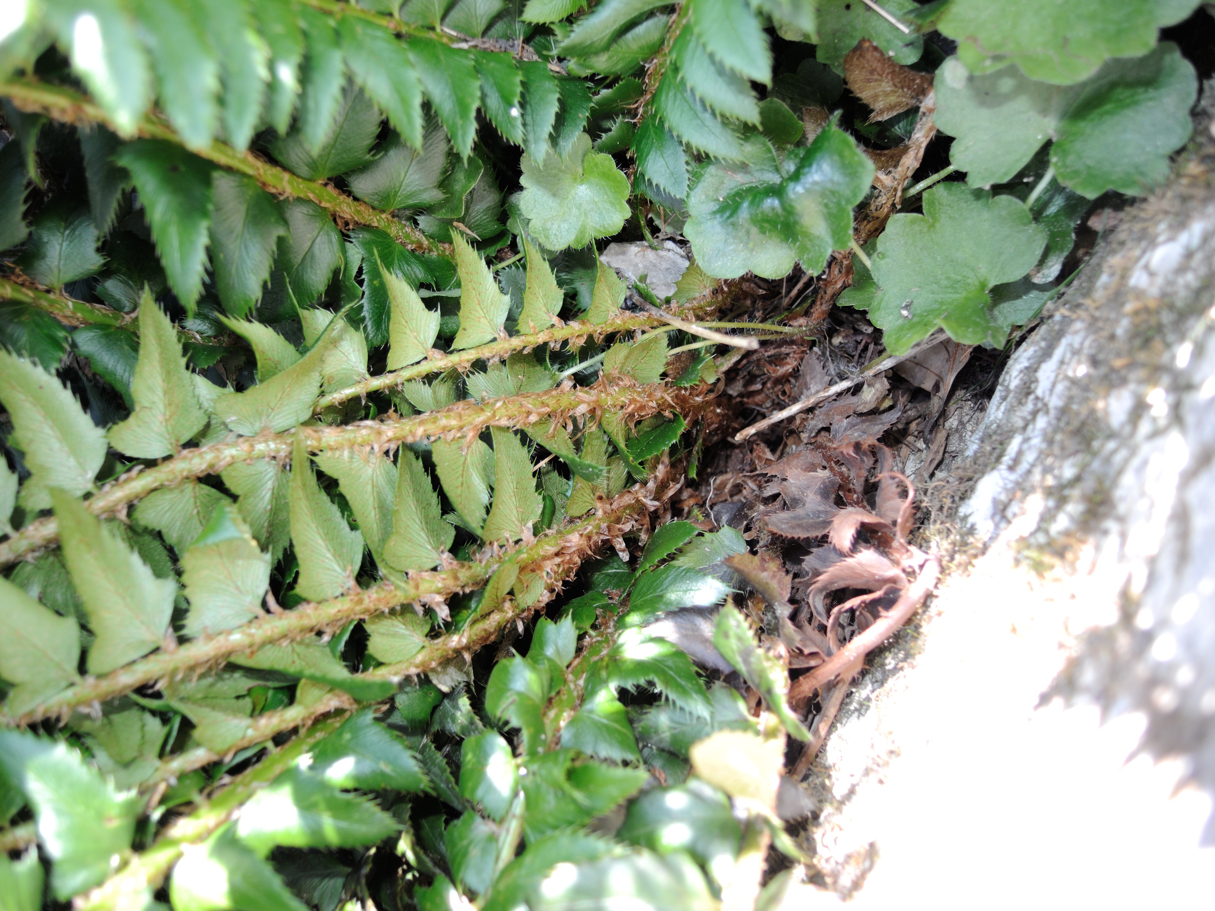 Afficher le média polystichum_lonchitis8md polystichum_lonchitis8md