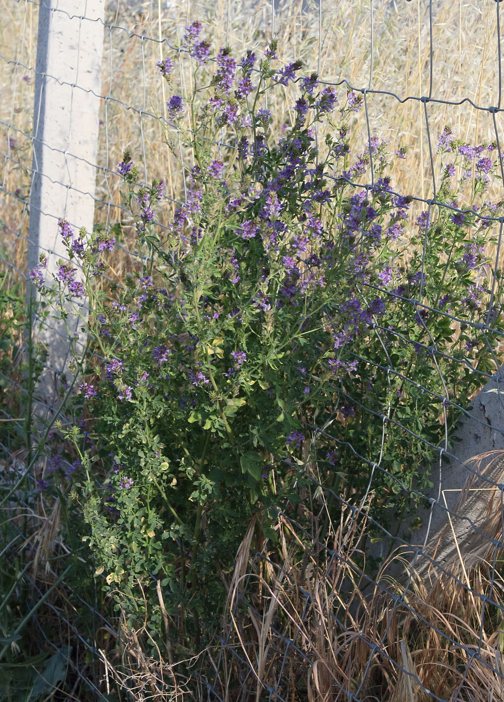 Afficher le média medicago_sativa6bd medicago_sativa6bd