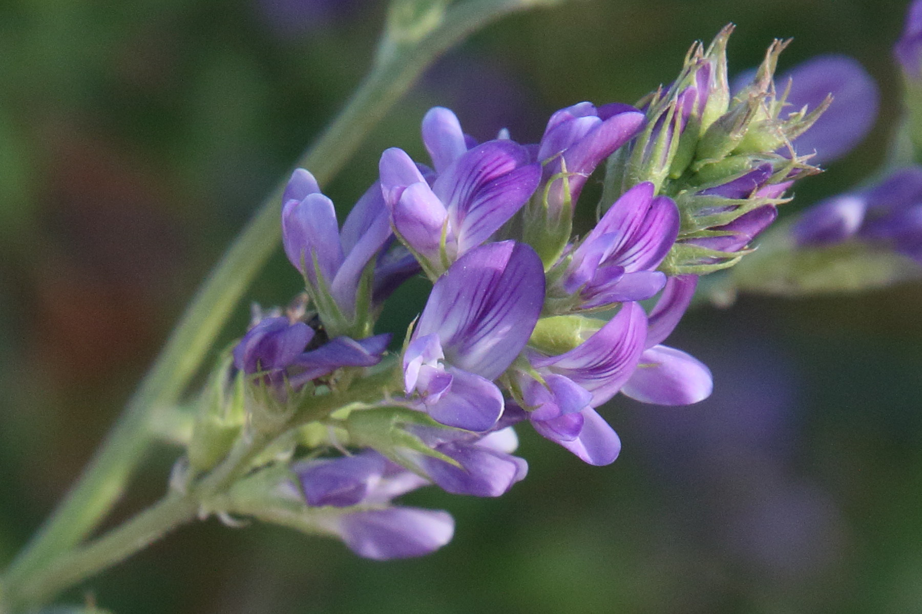 Afficher le média medicago_sativa7bd medicago_sativa7bd