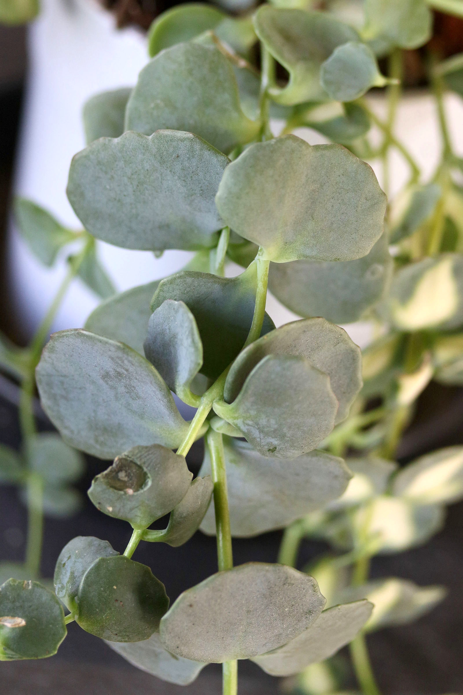 Afficher le média sedum_sieboldii1md sedum_sieboldii1md