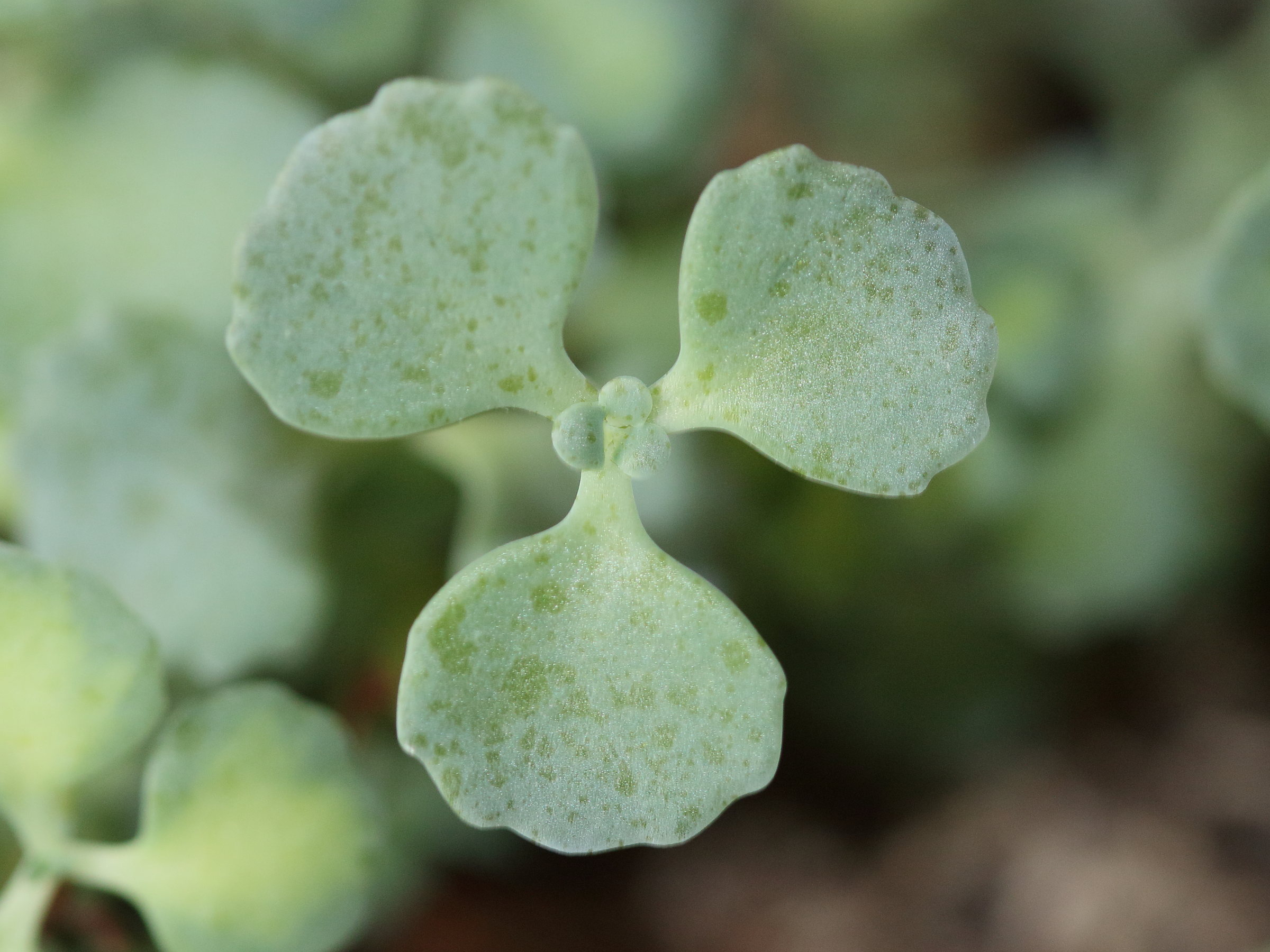Afficher le média sedum_sieboldii2md sedum_sieboldii2md