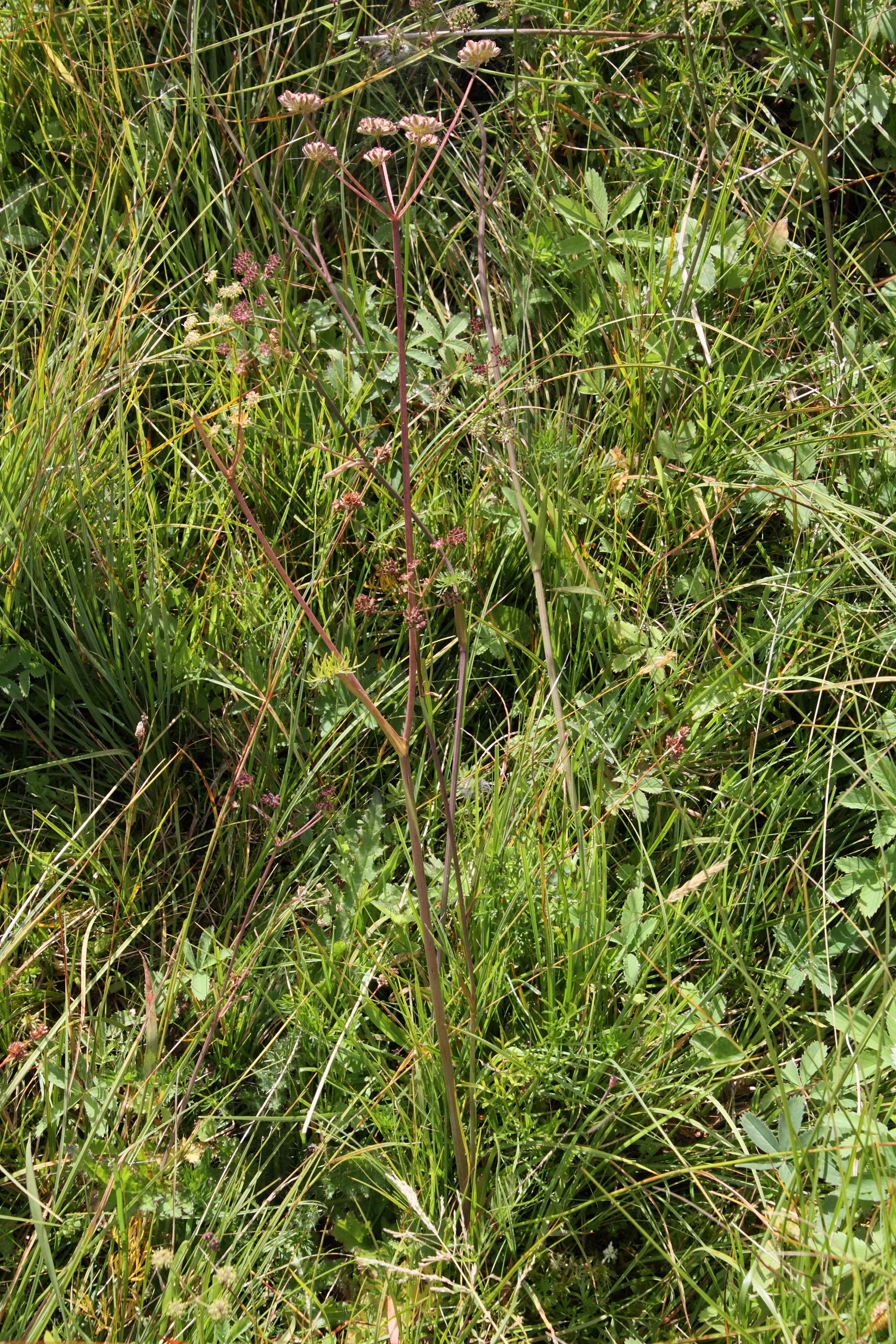 epikeros_pyrenaeus1md