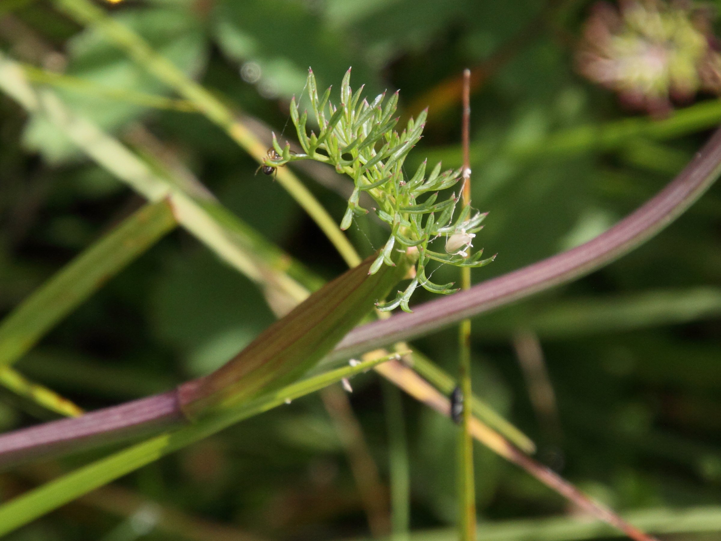 epikeros_pyrenaeus2md