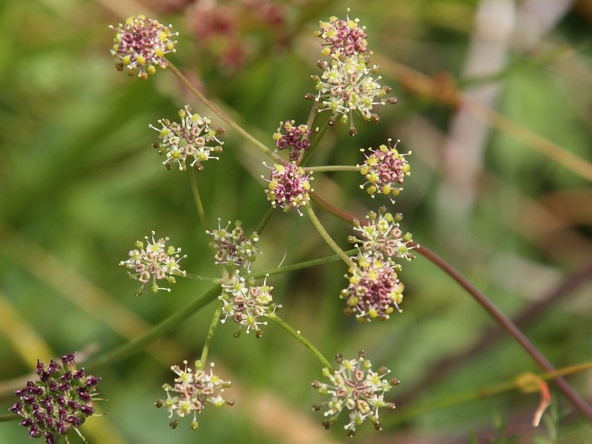 epikeros_pyrenaeus3md