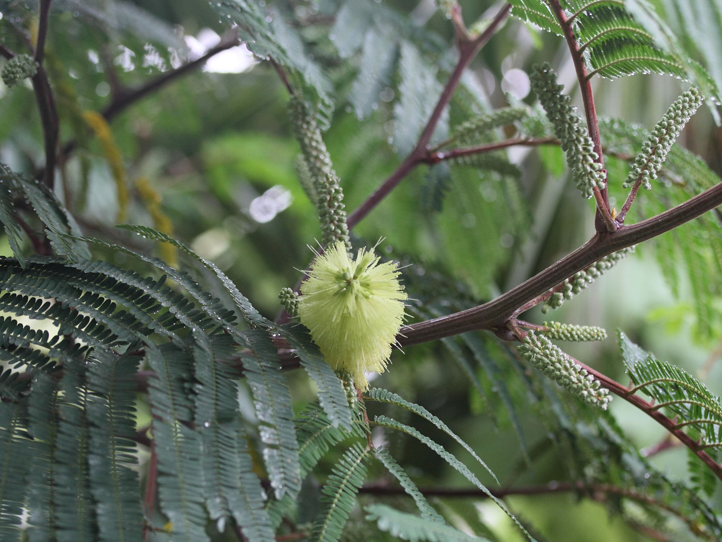 Afficher le média paraserianthes_lophantha2md paraserianthes_lophantha2md