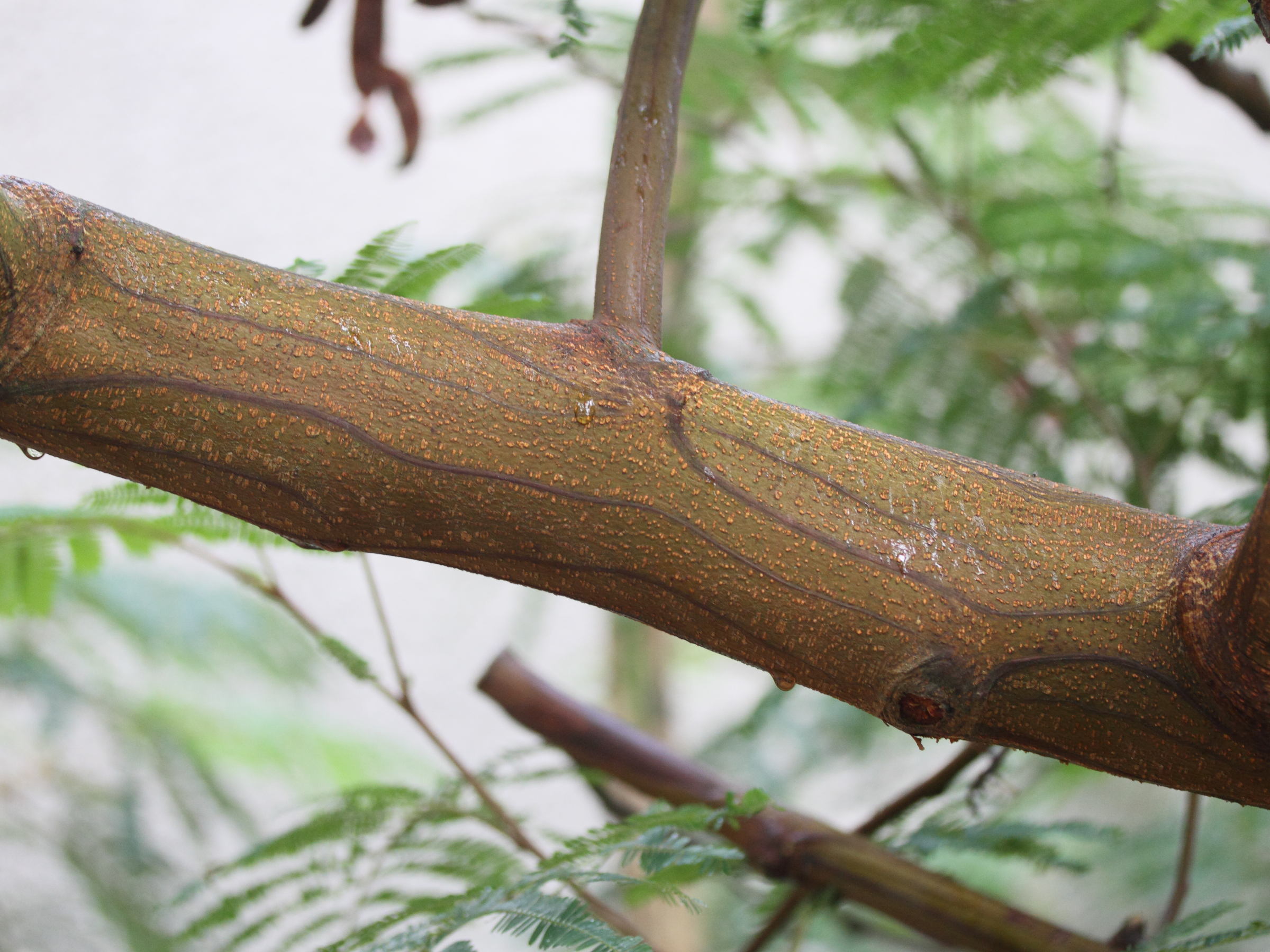 Afficher le média paraserianthes_lophantha3md paraserianthes_lophantha3md