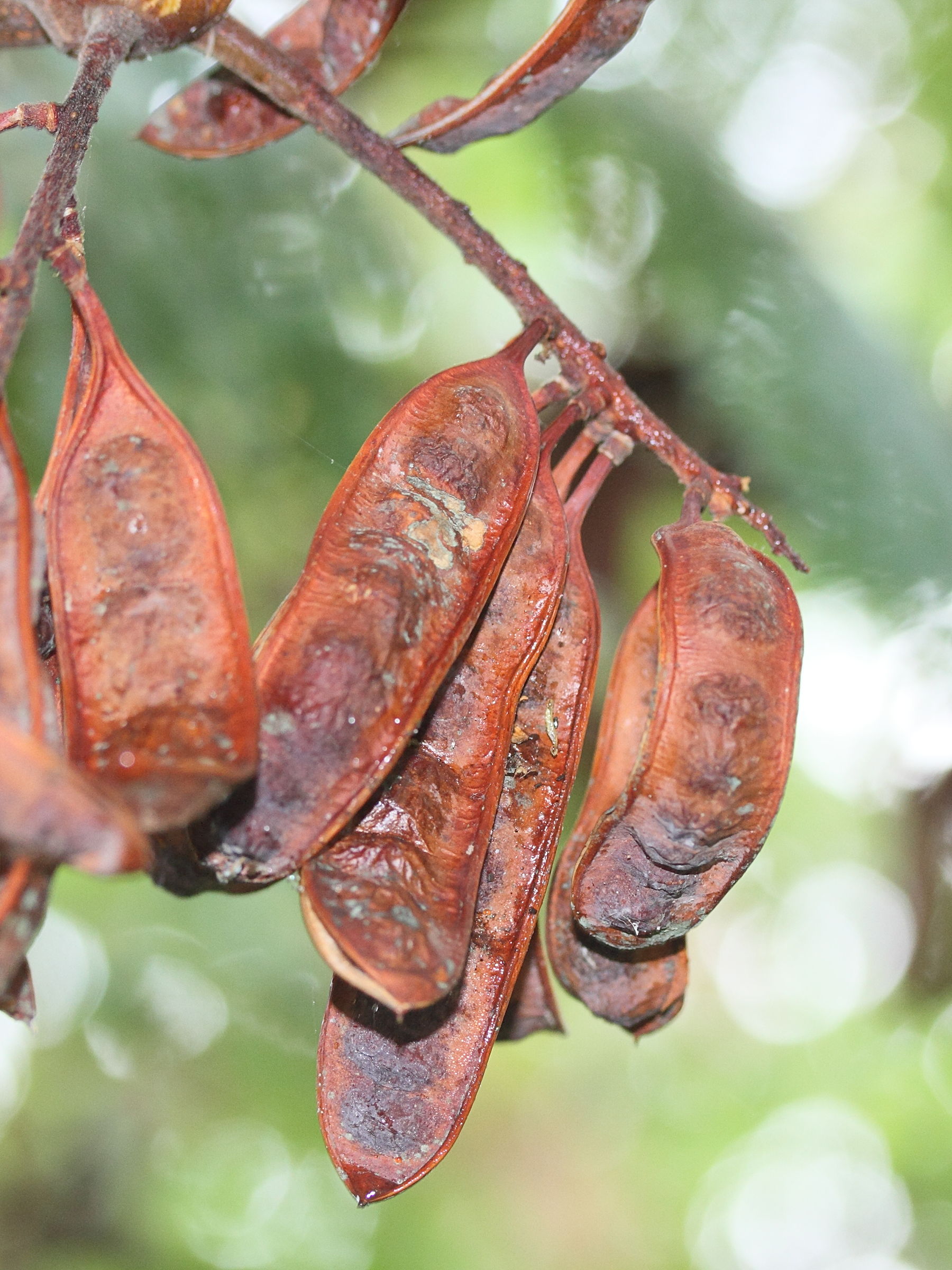 Afficher le média paraserianthes_lophantha4md paraserianthes_lophantha4md