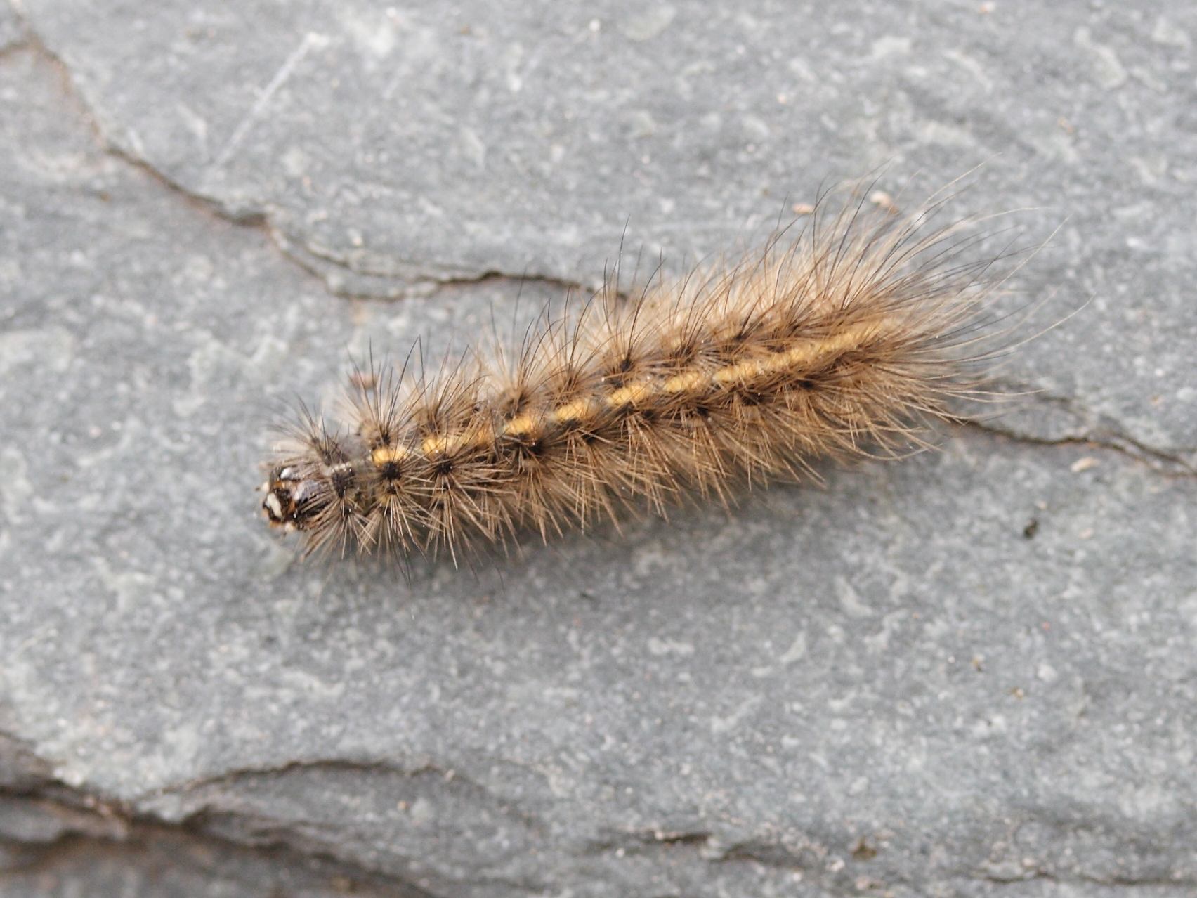 phragmatobia_fuliginosa_ch5md