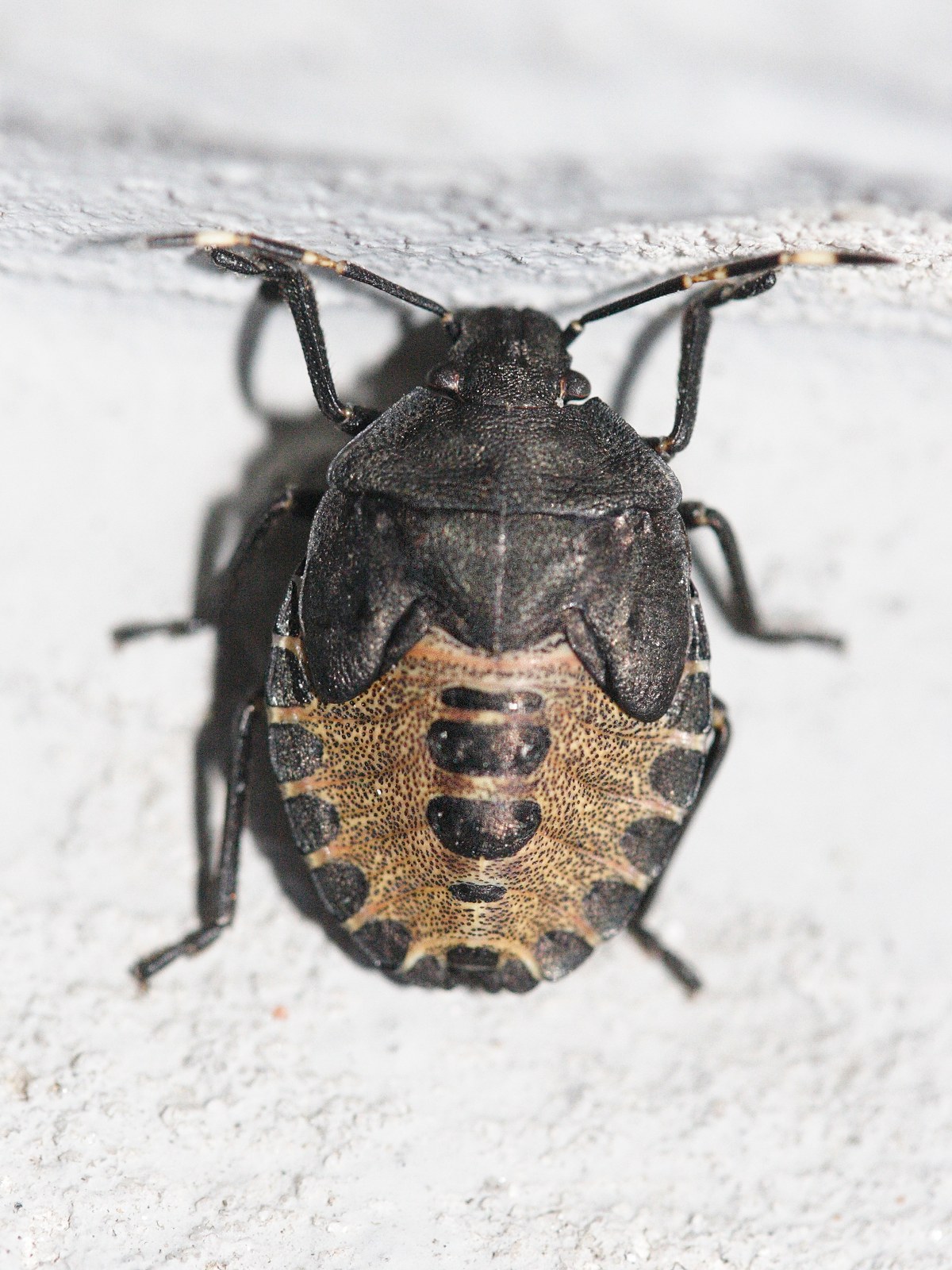 rhaphigaster_nebulosa6md