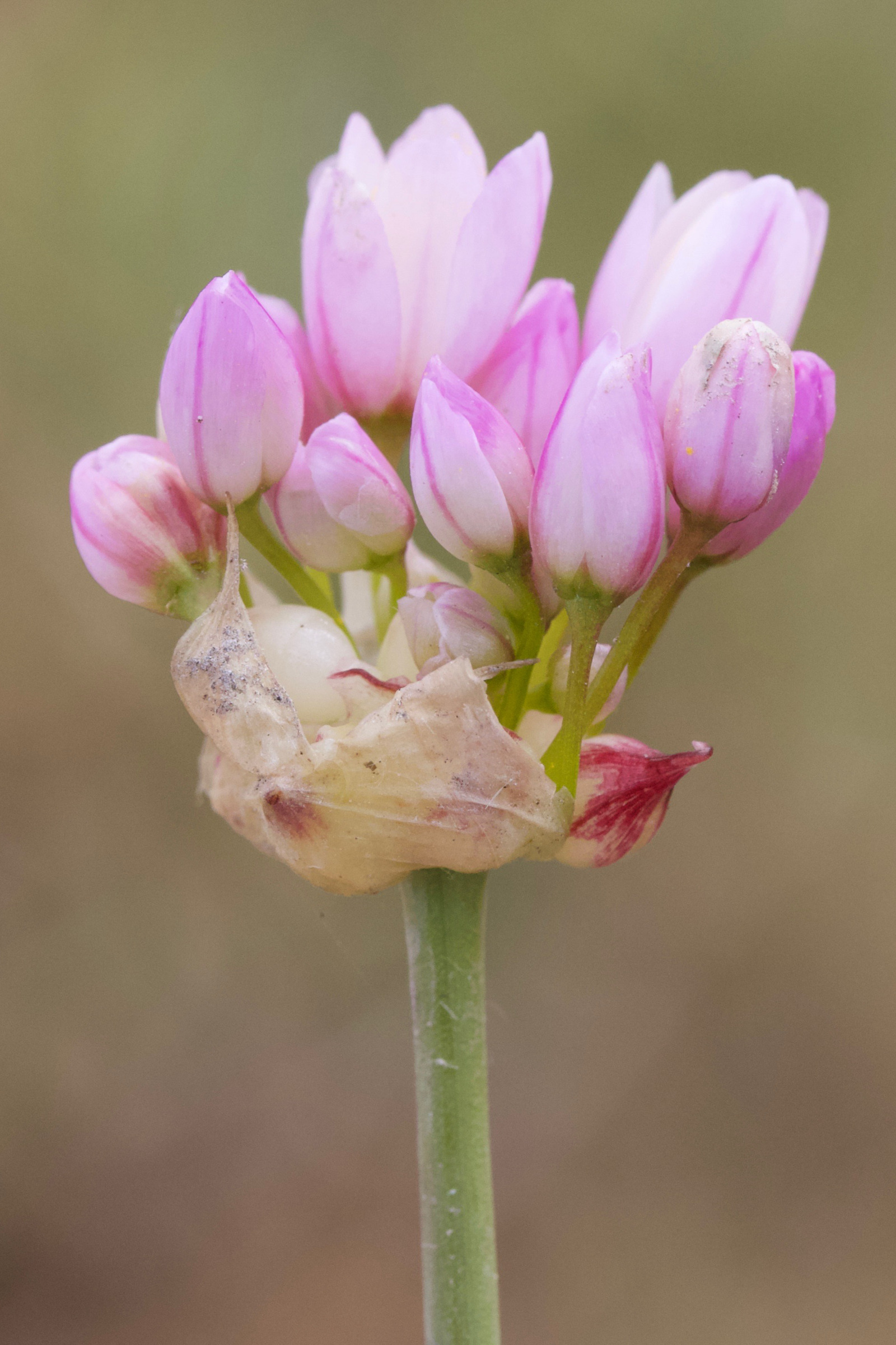 allium_roseum5md