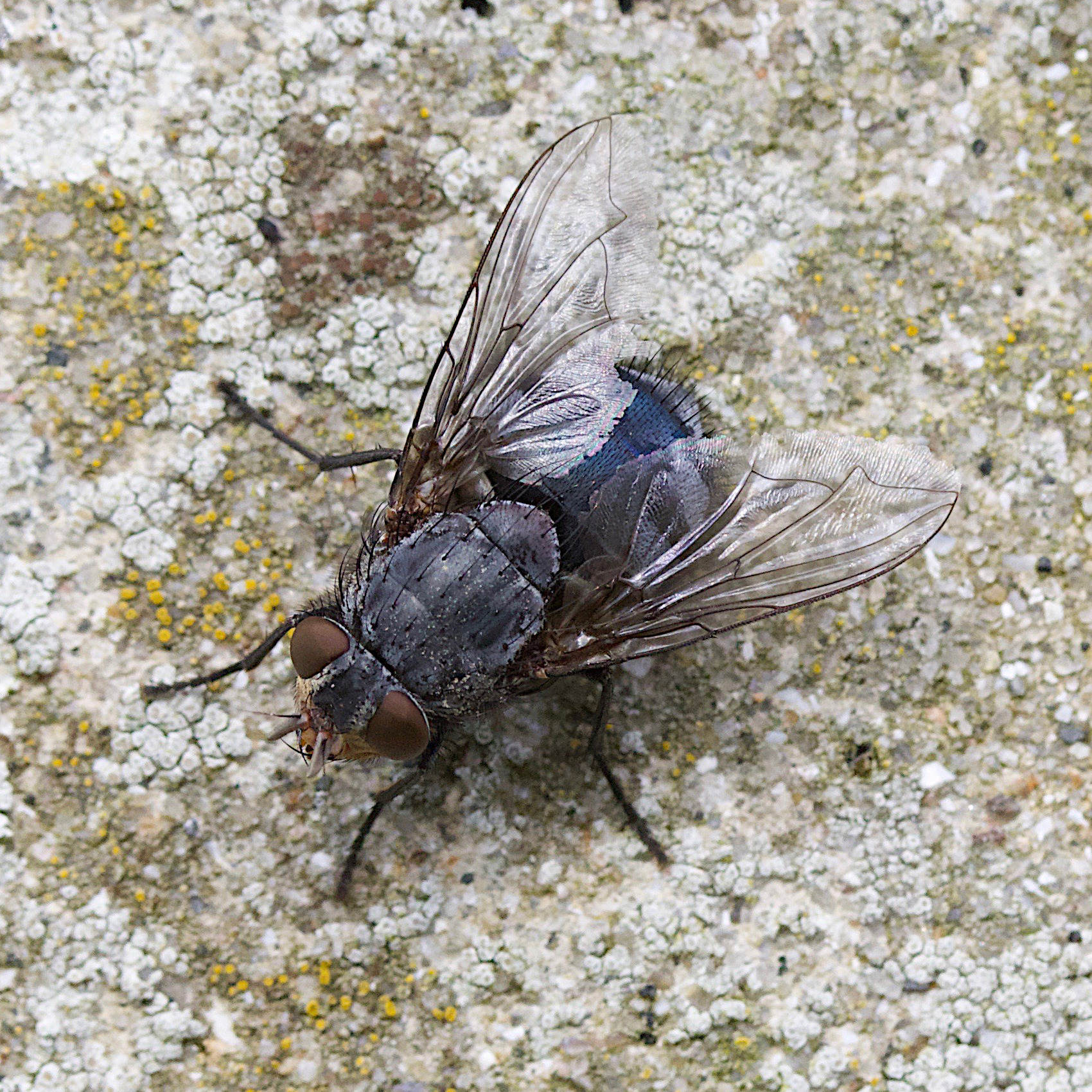 calliphora_vicina5md
