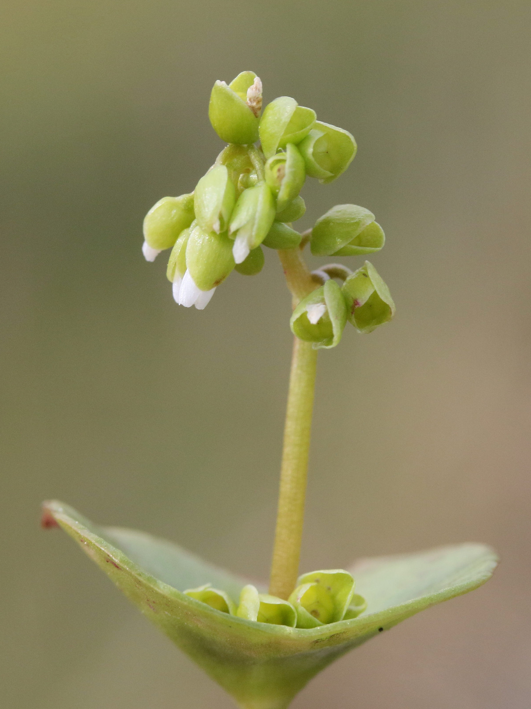 Afficher le média claytonia_perfoliata5md claytonia_perfoliata5md