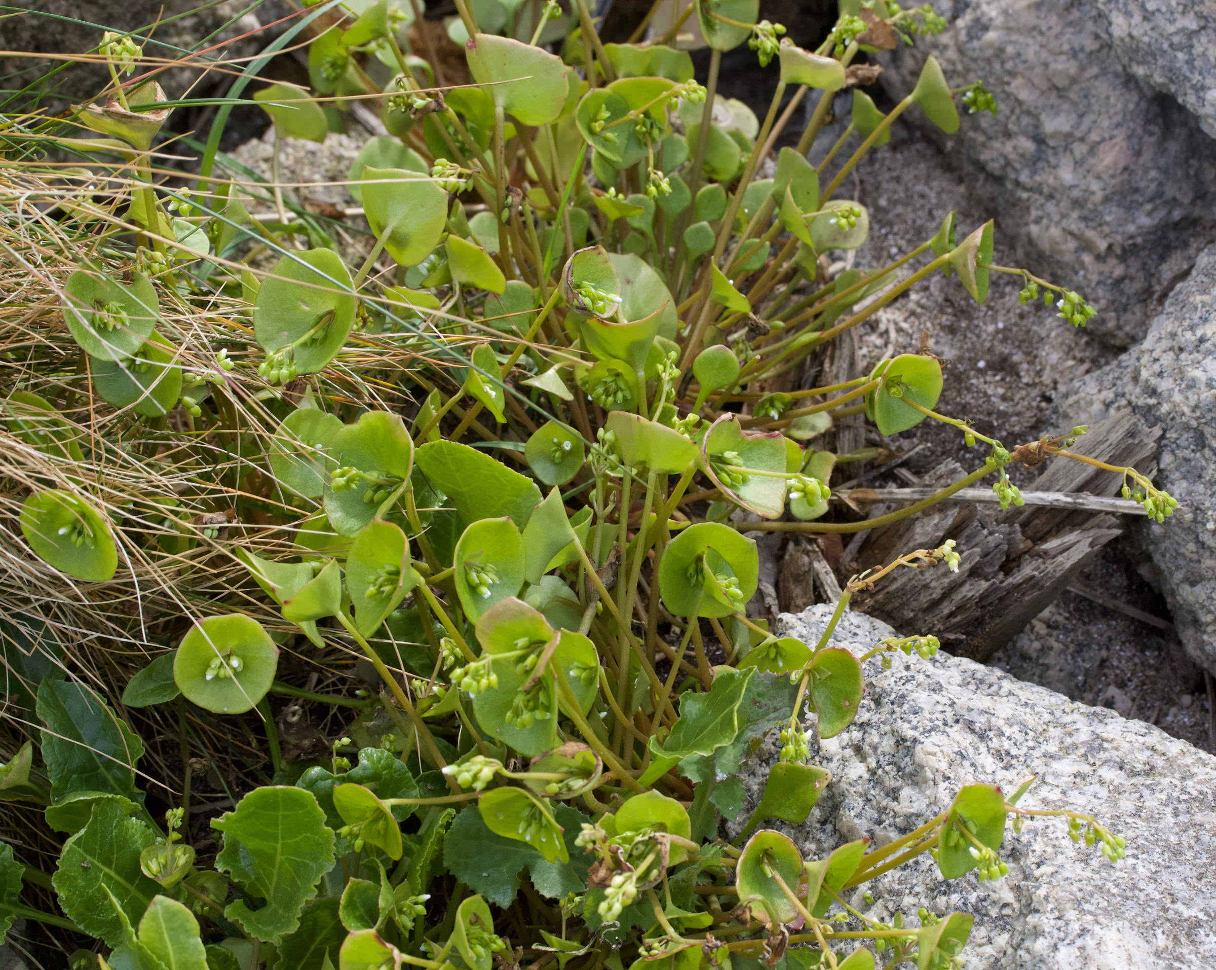 Afficher le média claytonia_perfoliata6md claytonia_perfoliata6md