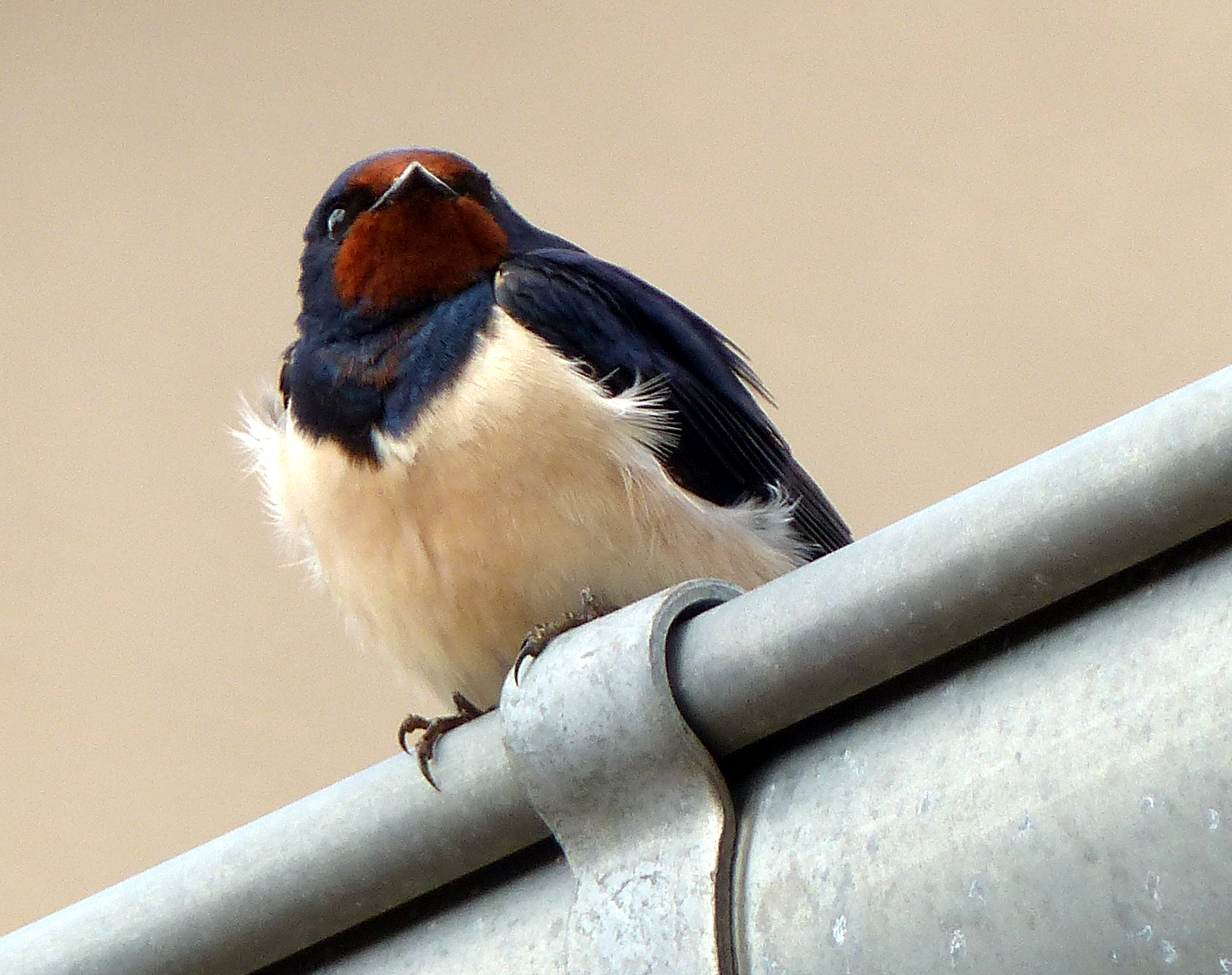 hirondelle_rustique_-_hirundo_rustica11eh