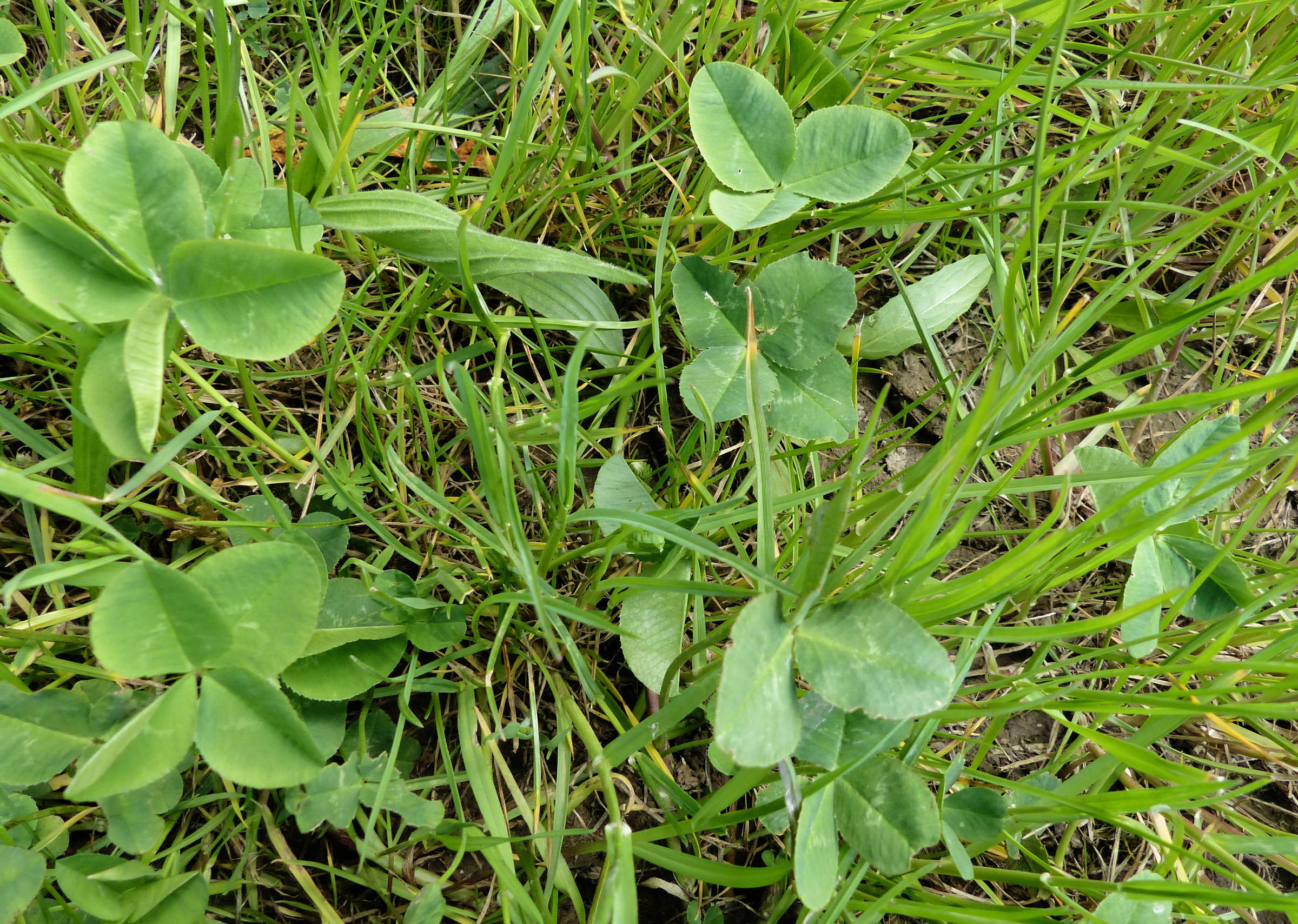 trifolium_repens3eh