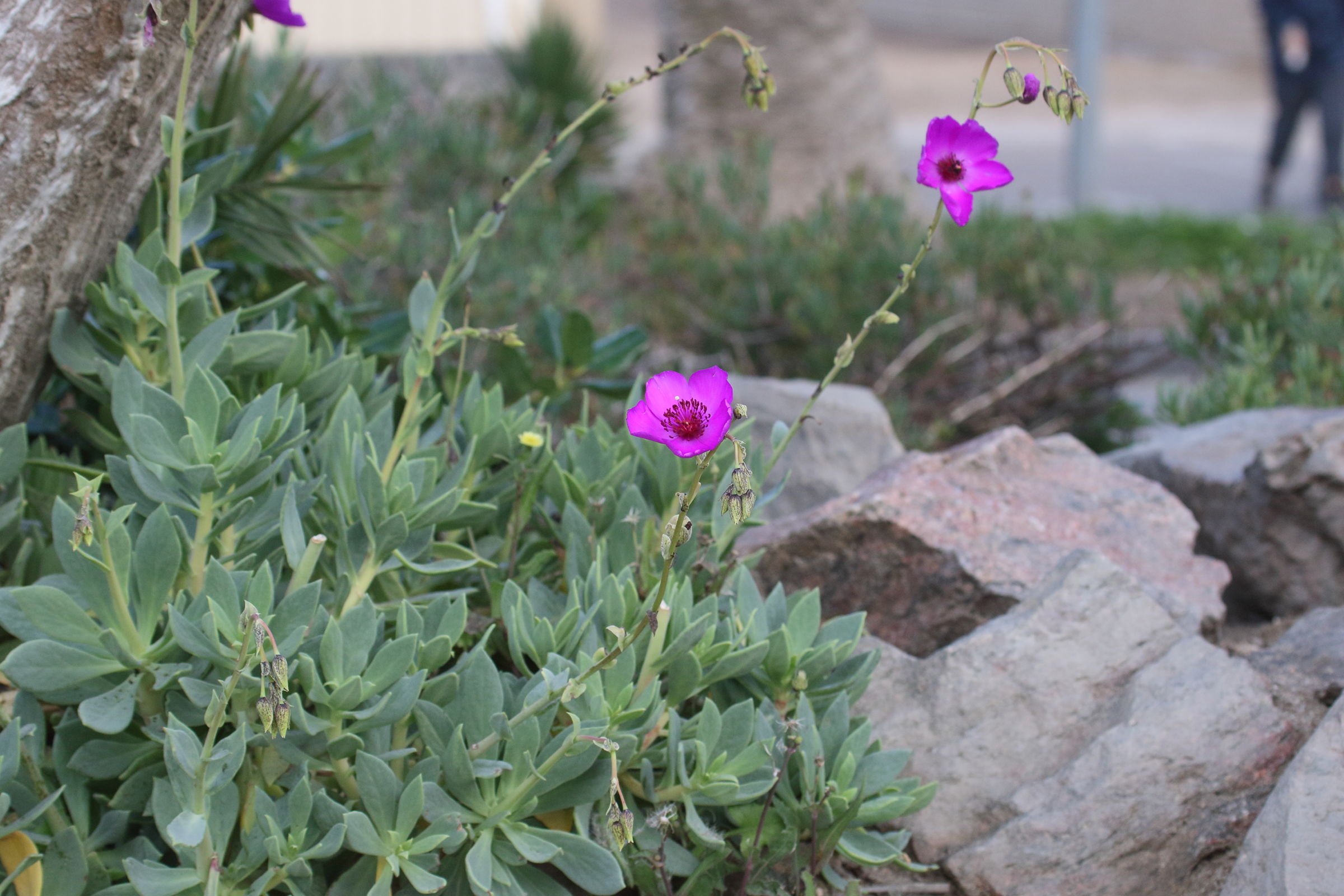 Afficher le média calandrinia_spectabilis1md calandrinia_spectabilis1md