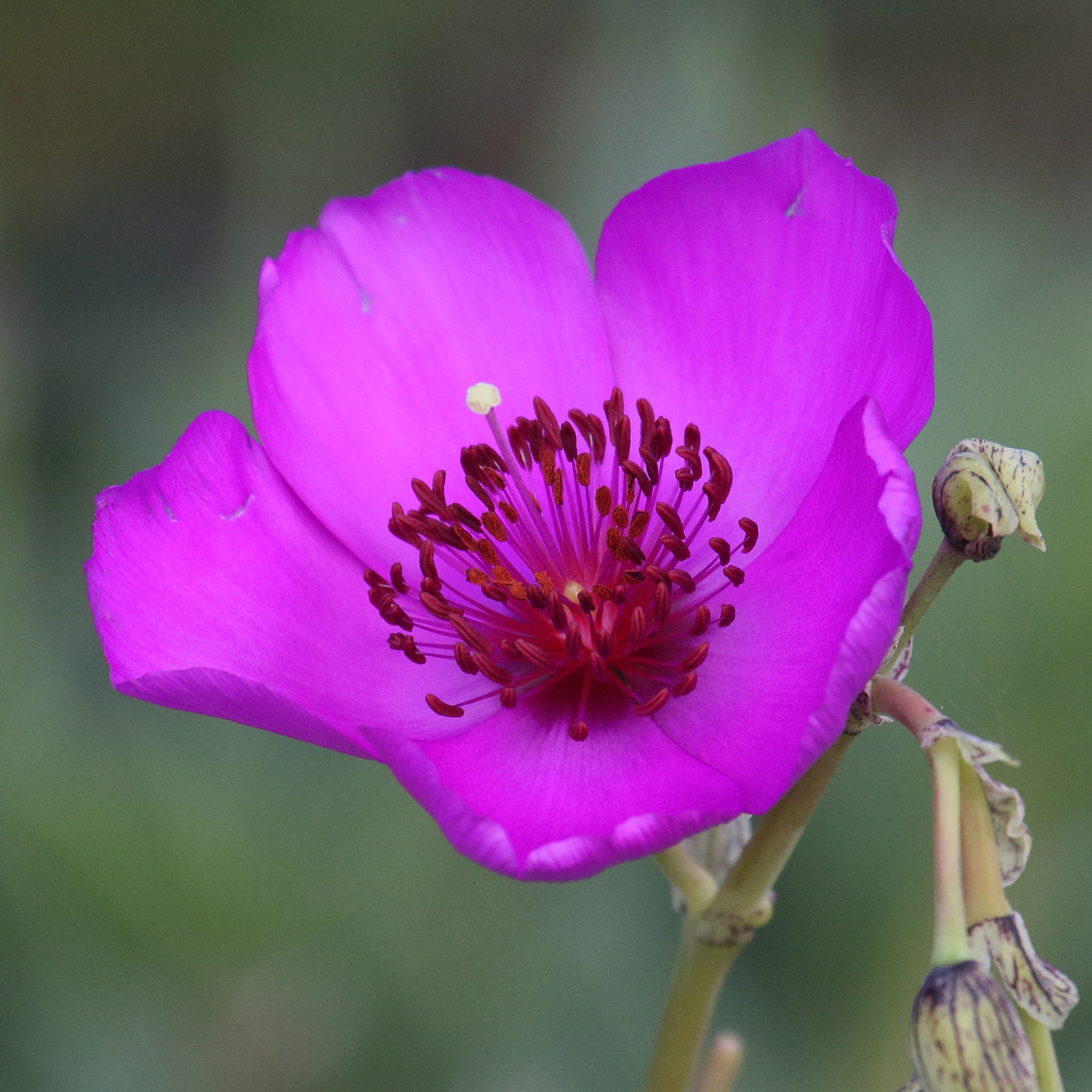 Afficher le média calandrinia_spectabilis2md calandrinia_spectabilis2md