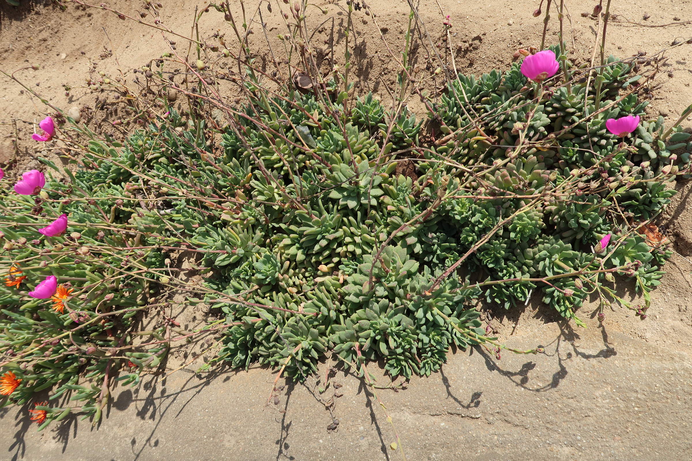 Afficher le média calandrinia_spectabilis3md calandrinia_spectabilis3md