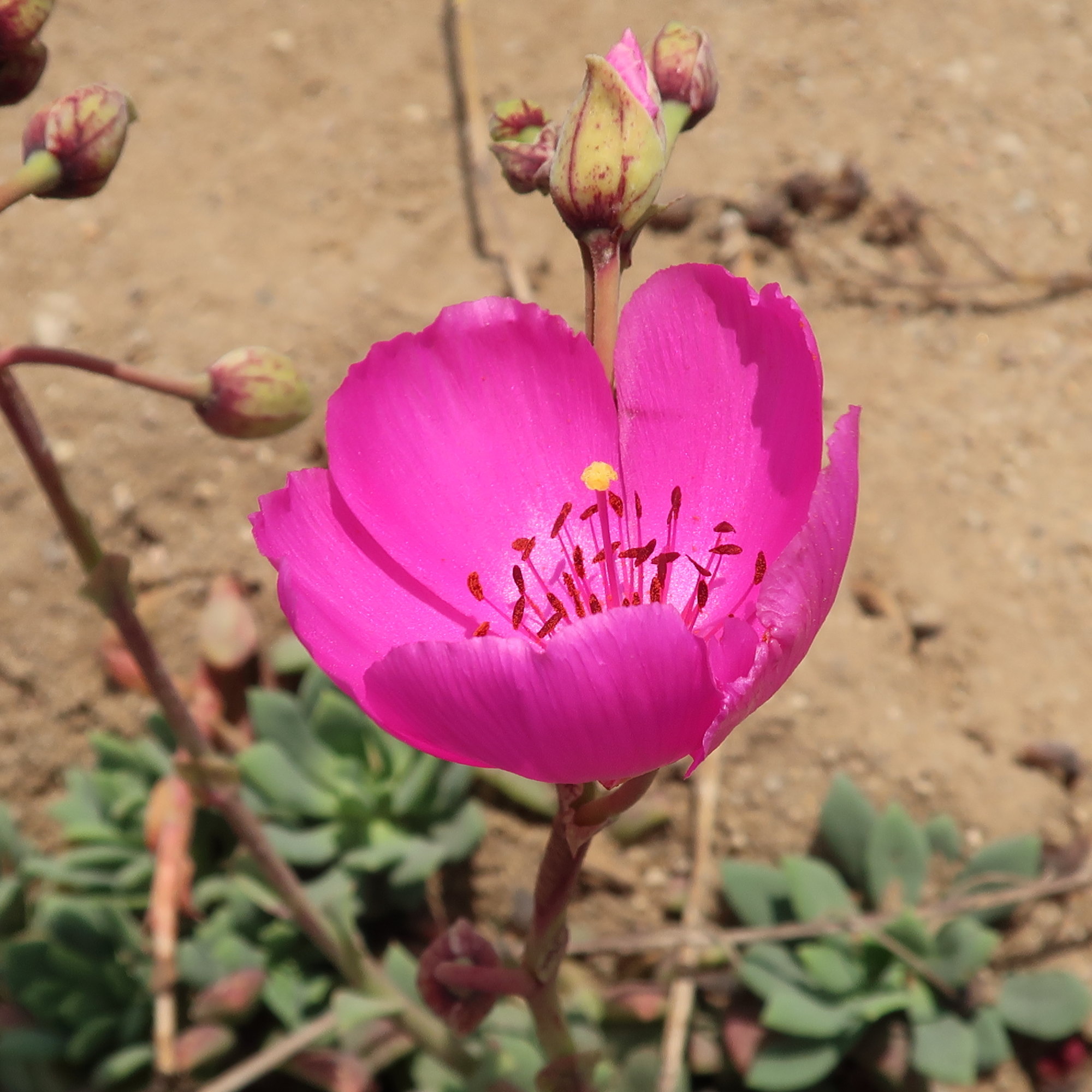 Afficher le média calandrinia_spectabilis4md calandrinia_spectabilis4md