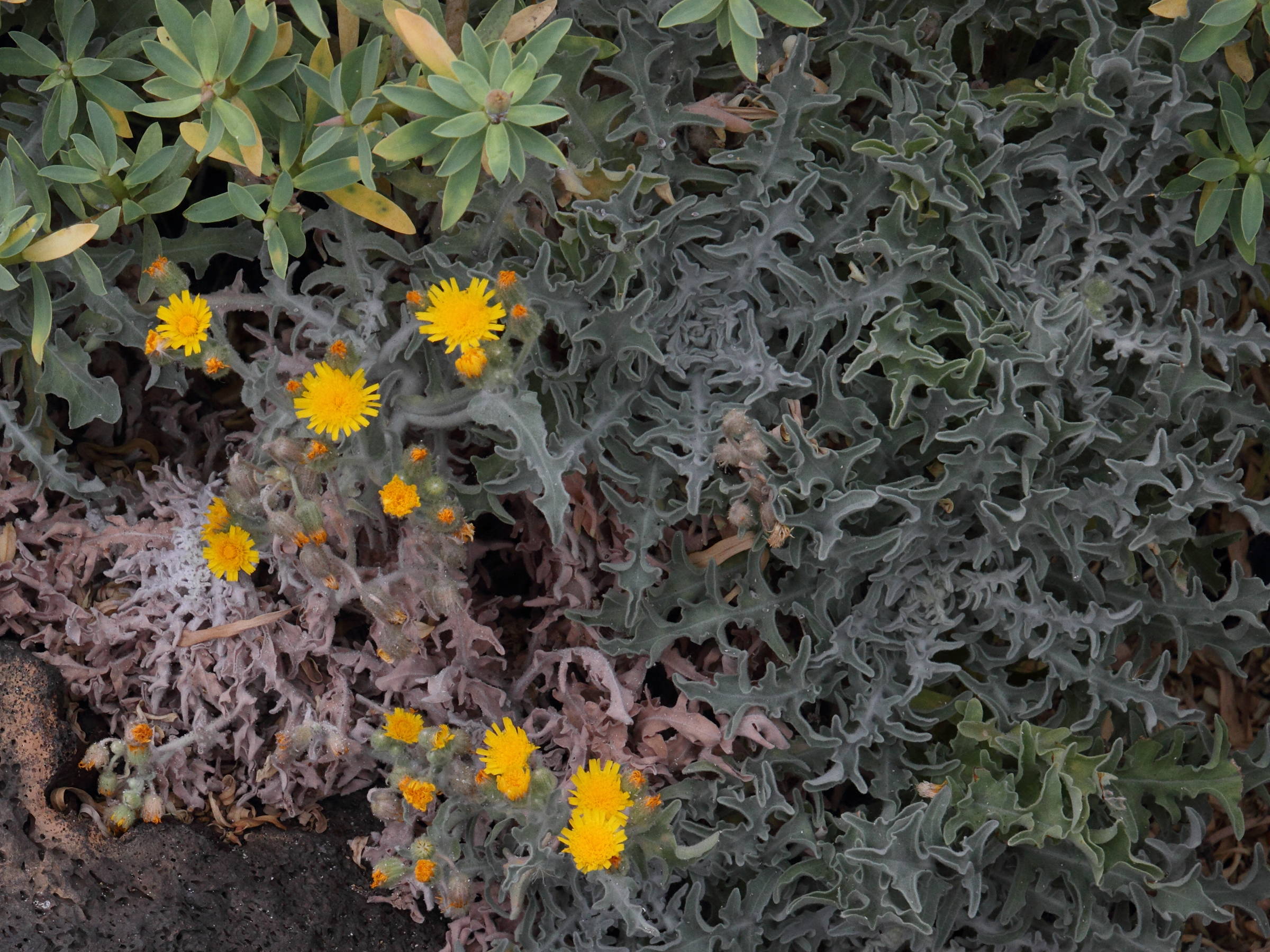 andryala_pinnatifida4md