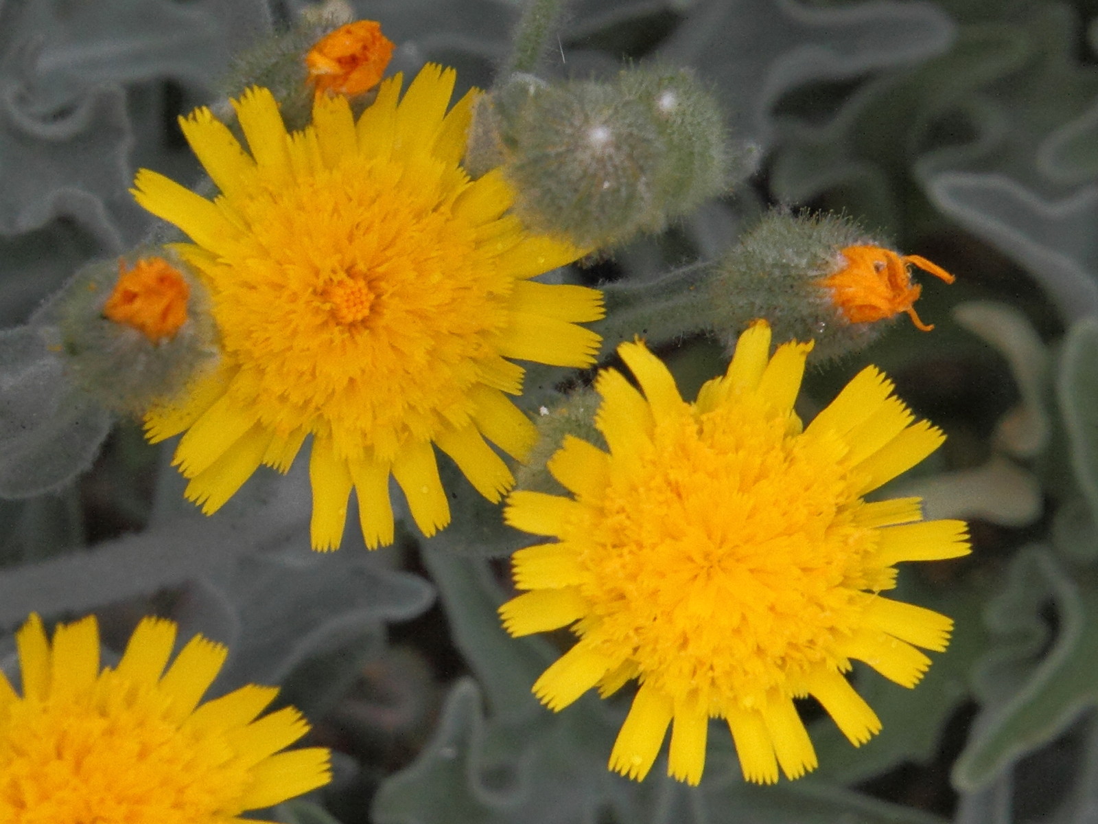 andryala_pinnatifida5md