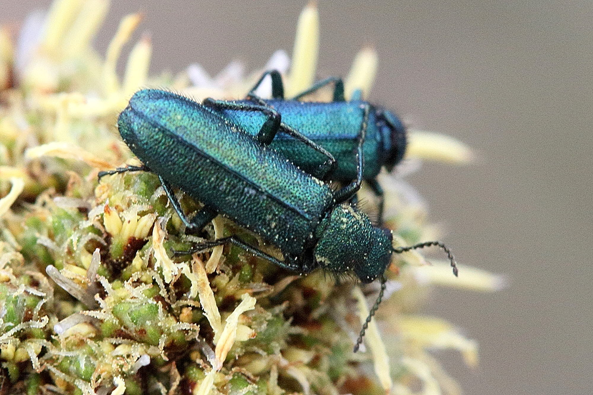 Afficher le média psilothrix_viridicoerulea3md psilothrix_viridicoerulea3md