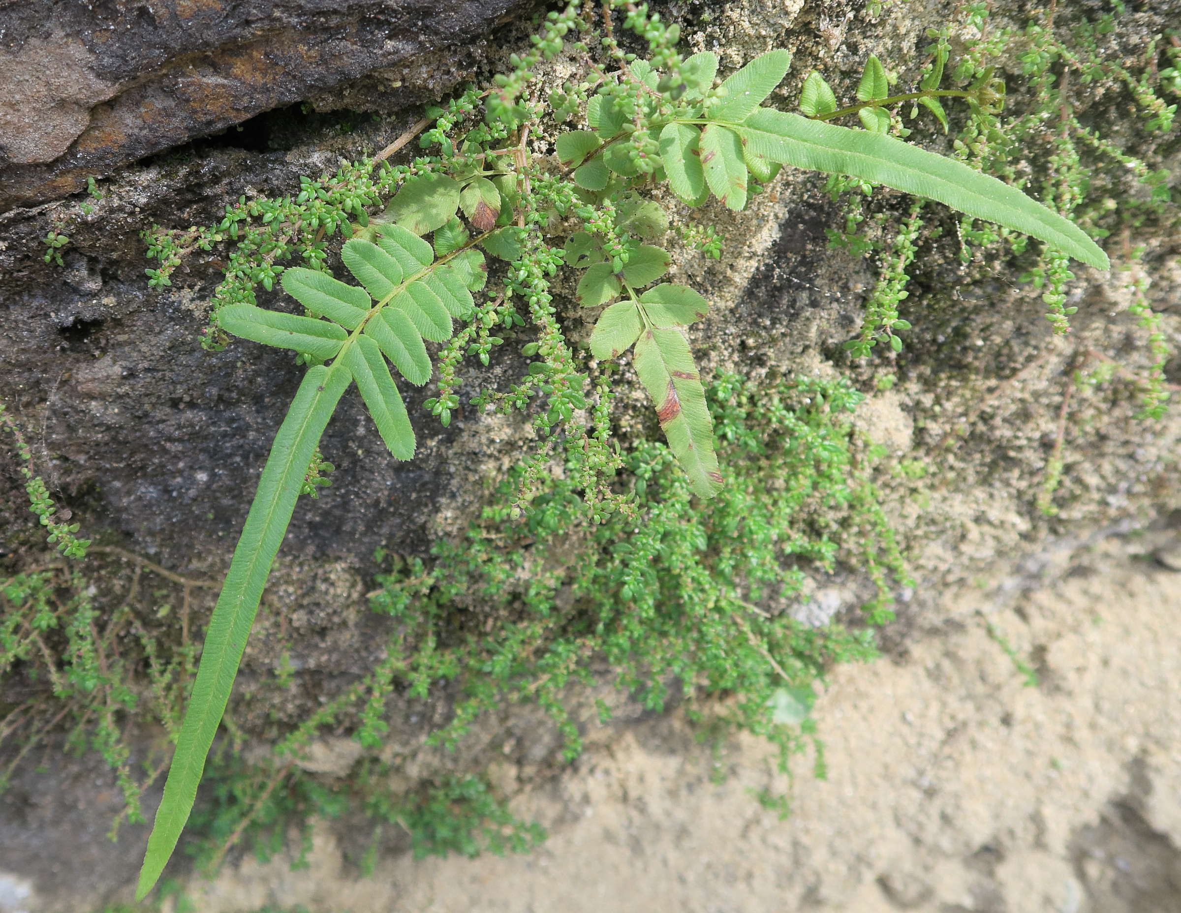 Afficher le média pteris_vittata5md pteris_vittata5md