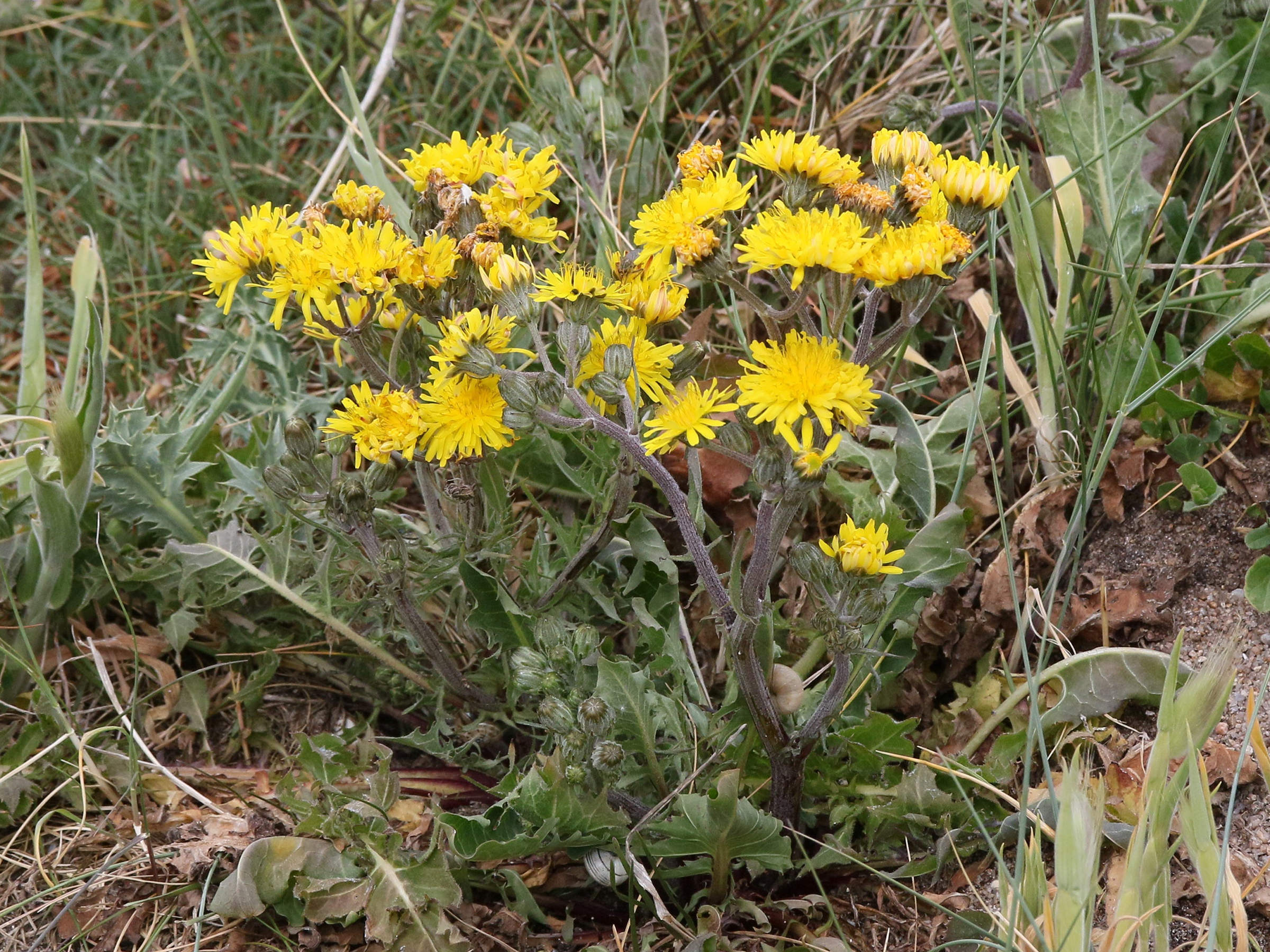 Afficher le média crepis_vesicaria_taraxacifolia1md crepis_vesicaria_taraxacifolia1md