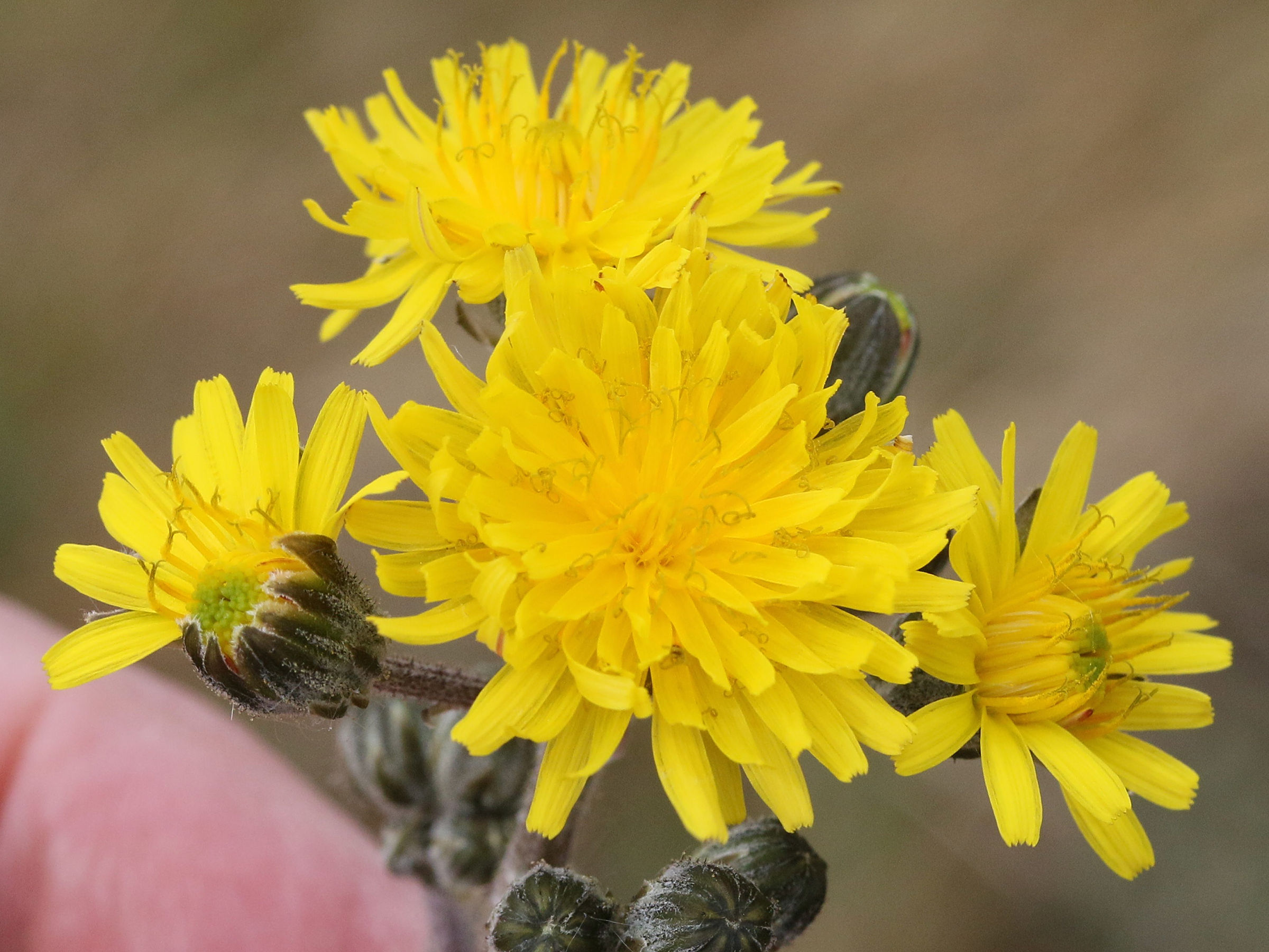 Afficher le média crepis_vesicaria_taraxacifolia2md crepis_vesicaria_taraxacifolia2md