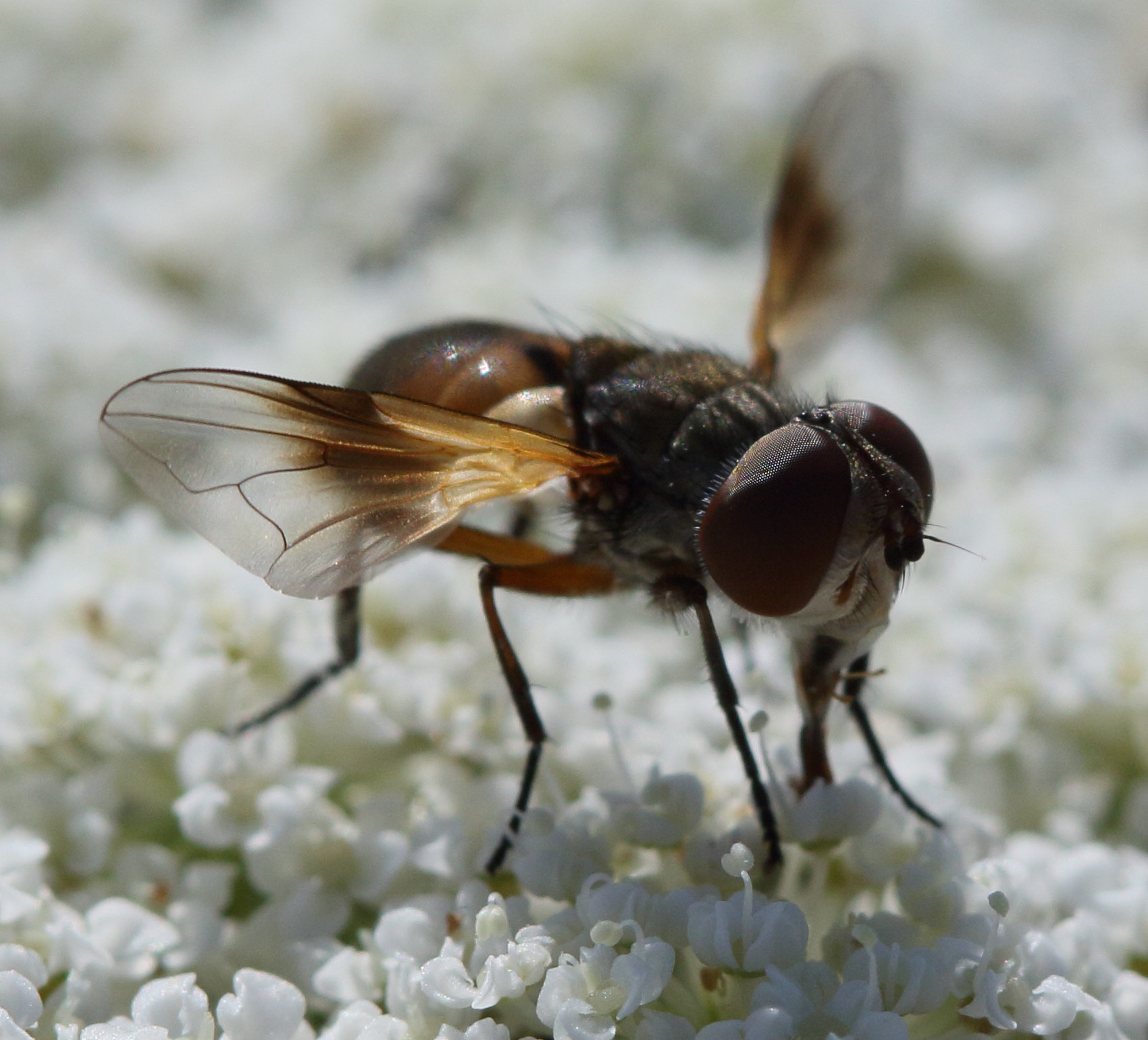 ectophasia_crassipennis9bd