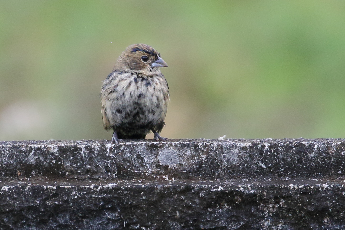 jacarini_noir_-_volatinia_jacarinia2bd