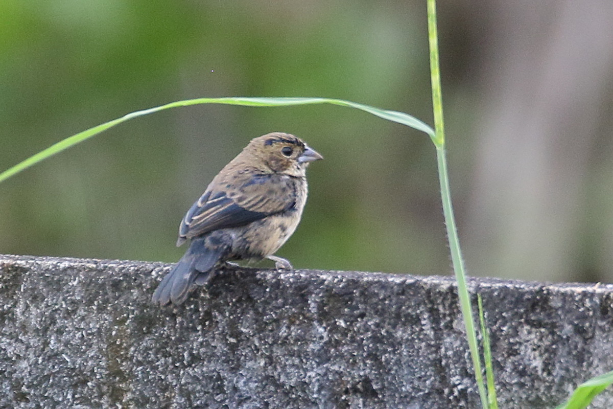 jacarini_noir_-_volatinia_jacarinia3bd