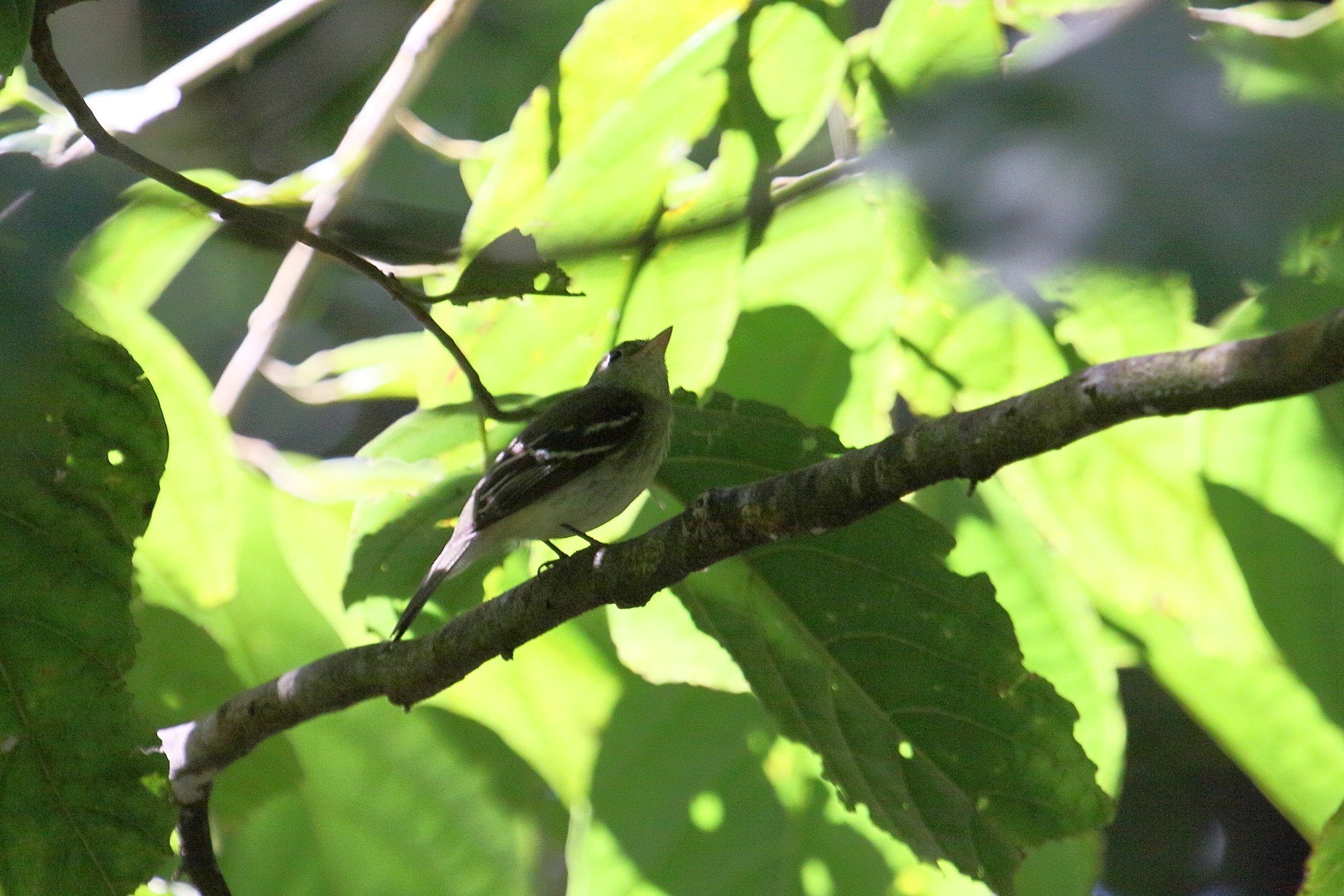 Afficher le média moucherolle_a_ventre_jaune_-_empidonax_flaviventris1md moucherolle_a_ventre_jaune_-_empidonax_flaviventris1md
